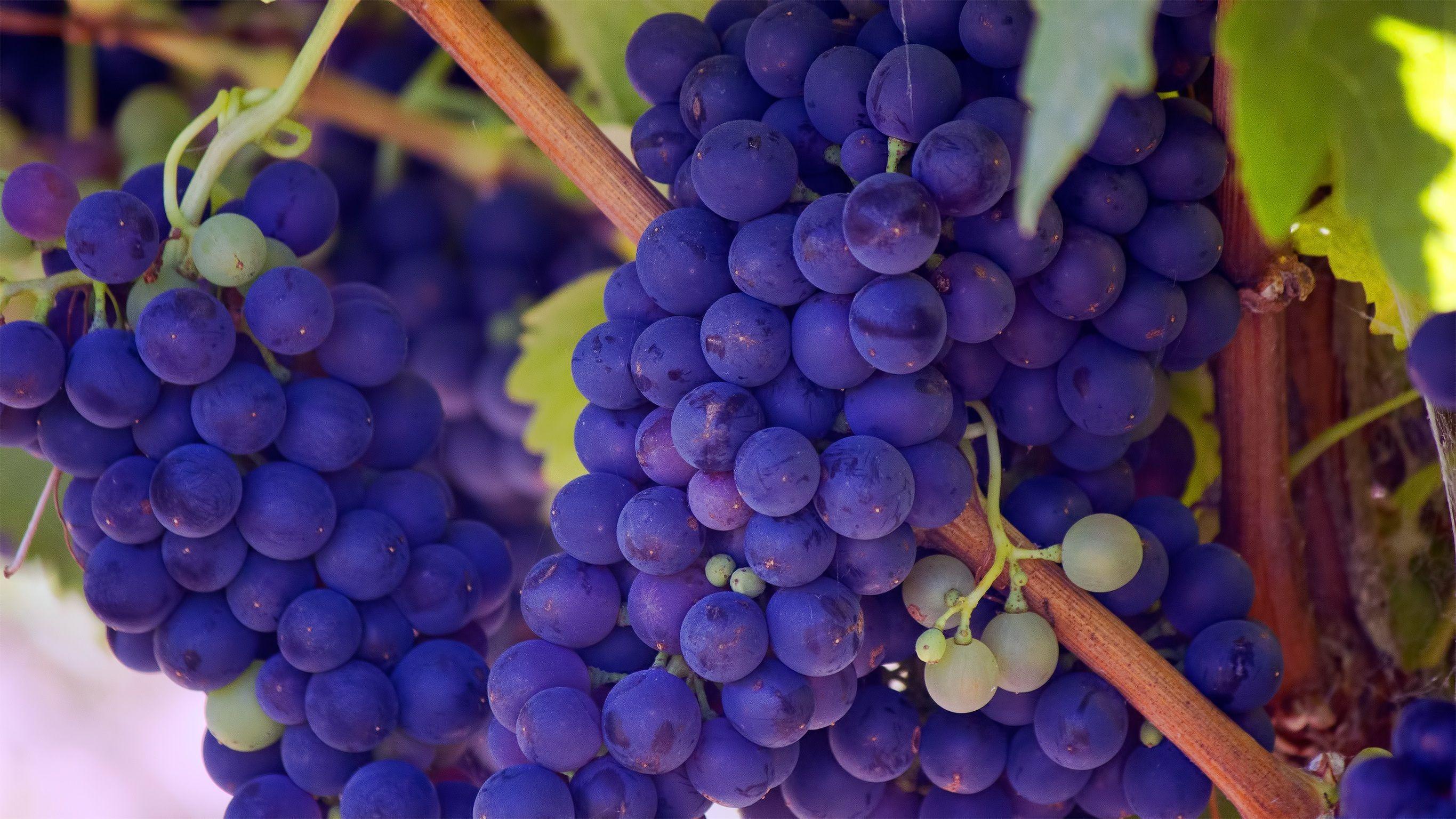 Wallpaper Grapevines, Vineyard, Purple grapes, HD, Photography