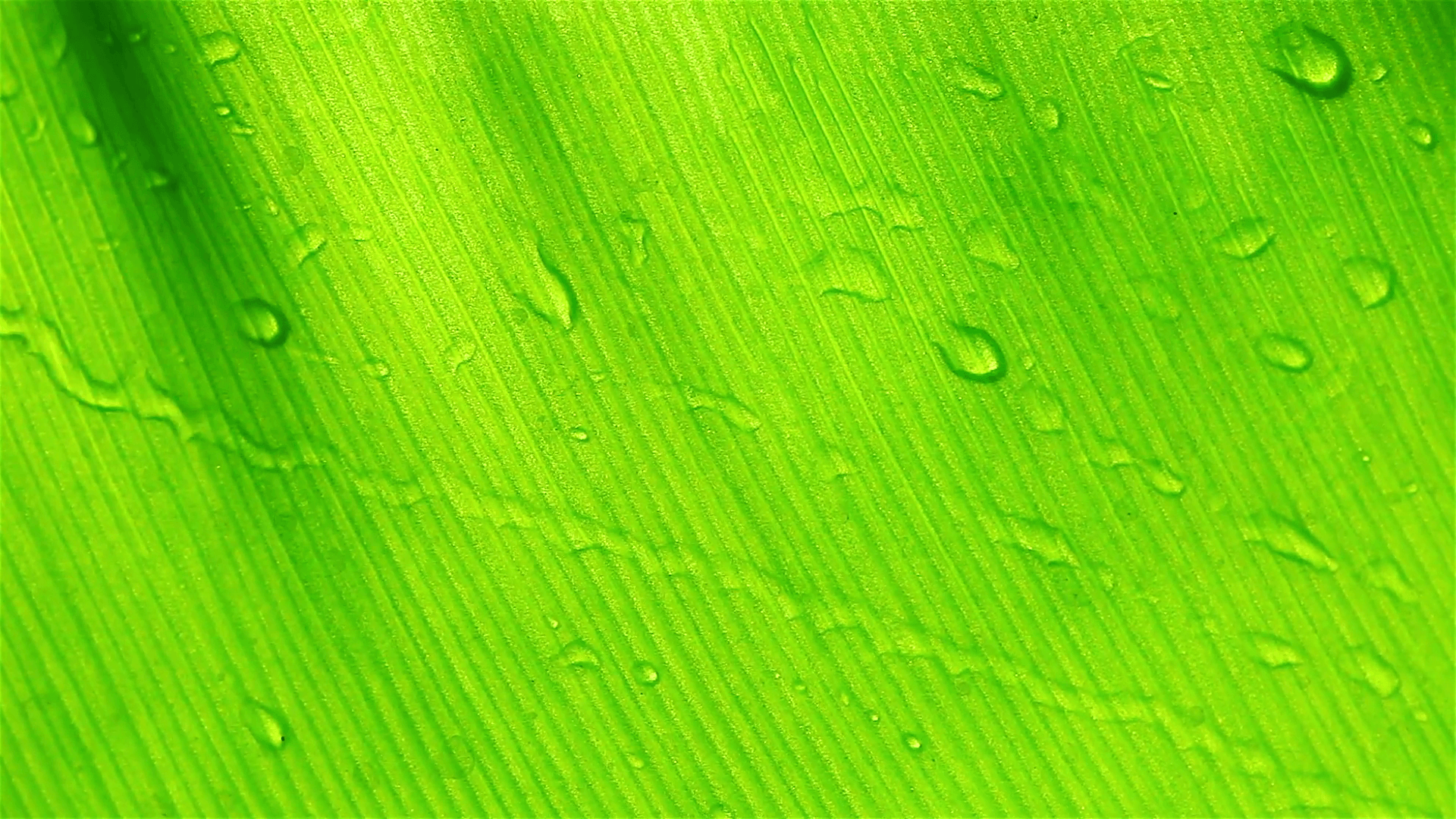 HD: Water drops on green leaf background, 1920x1080 Stock Video