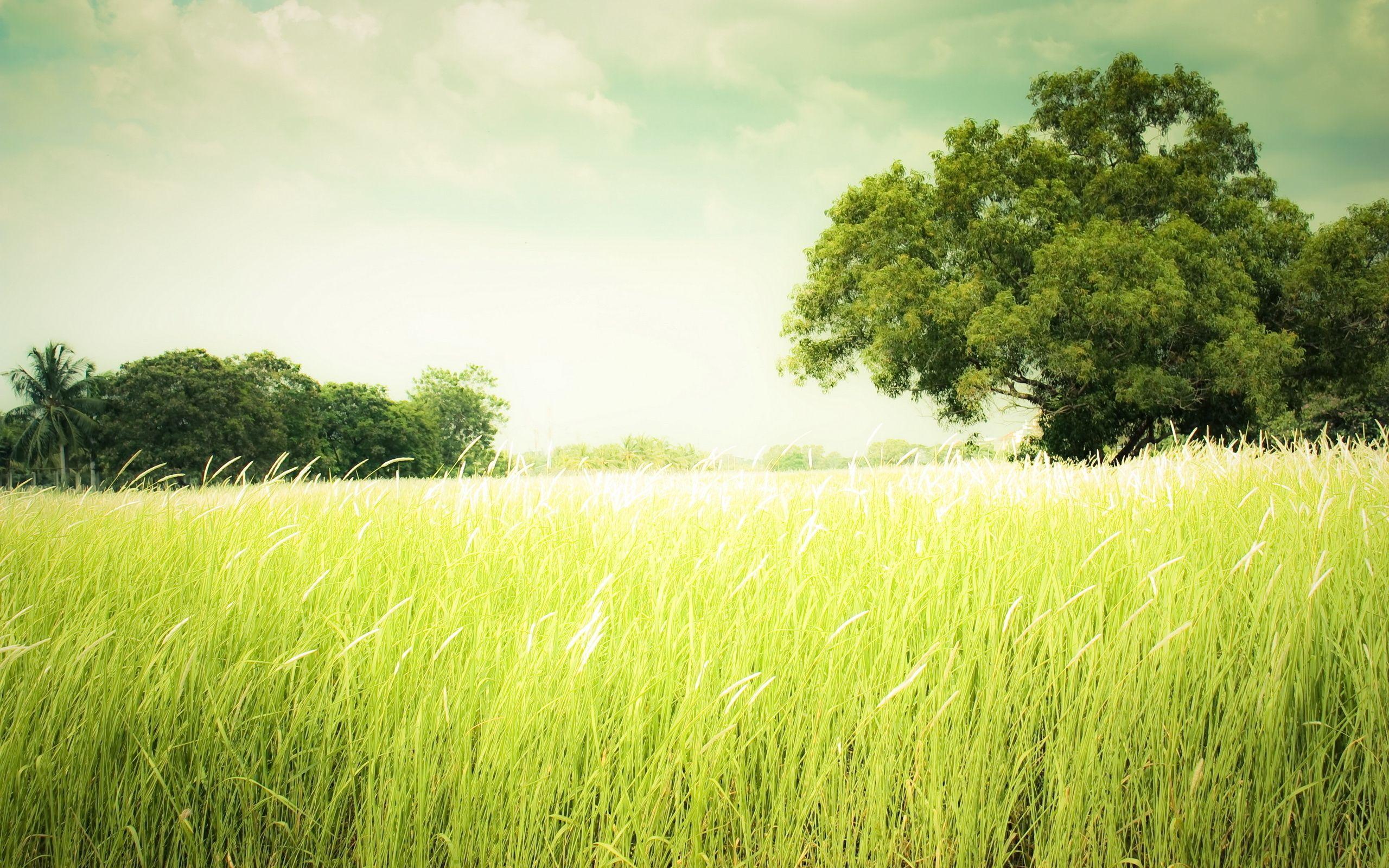 Grass Full HD Wallpaper and Background Imagex1600