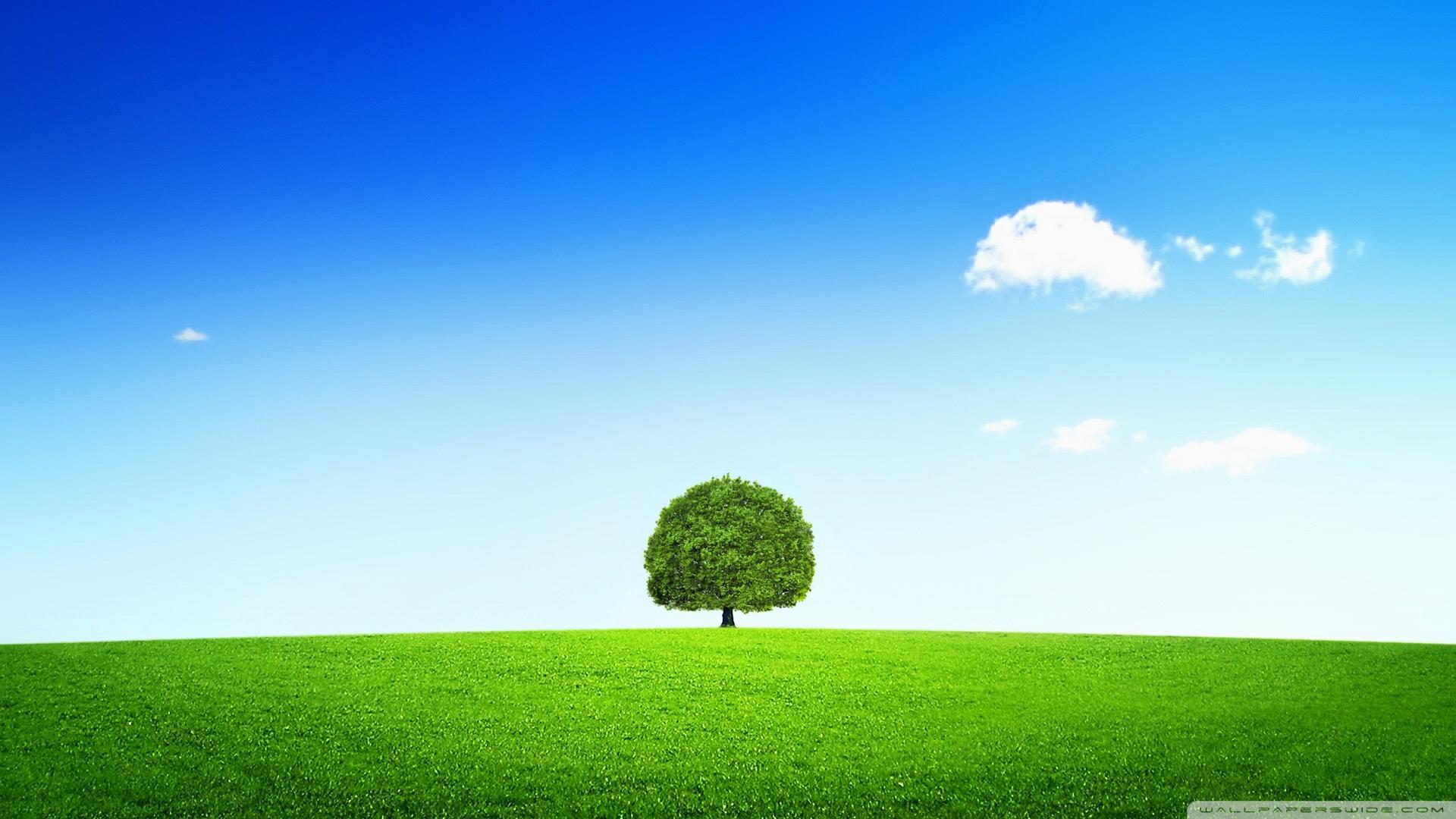 HD Tree Wallpaper Background For Free Download