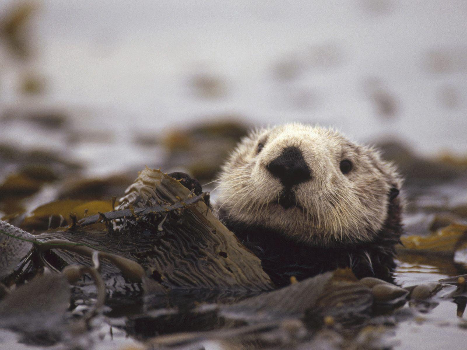 Baby Sea Otters. otter wallpaper, animal wallpaper, otter