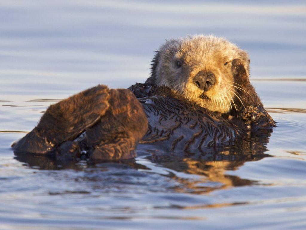 Sea Otter Drawing HD Wallpaper, Background Image