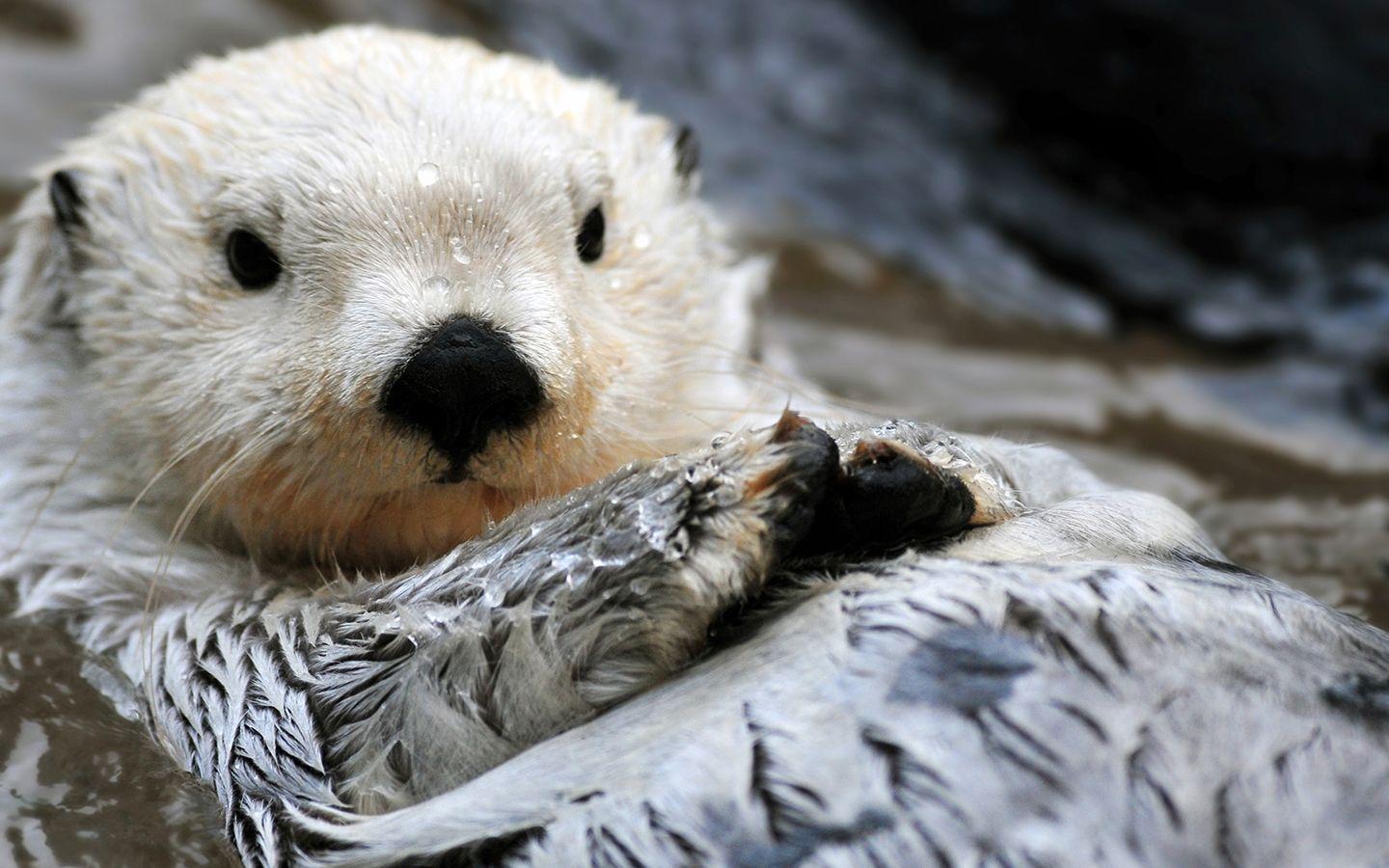 1600x900px Sea Otter Wallpaper