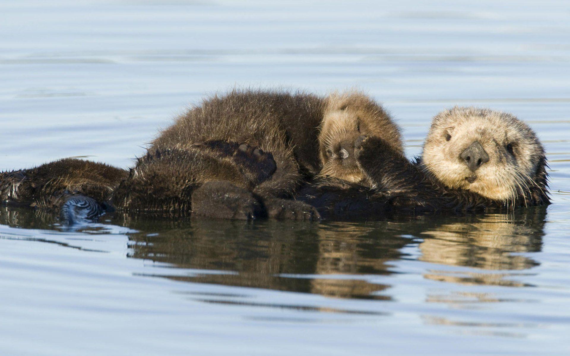 Sea Otter Pup