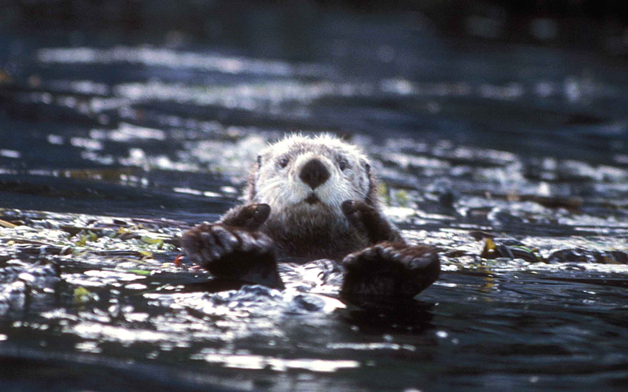 Free picture: enhydra lutris, sea, otter, face, photo