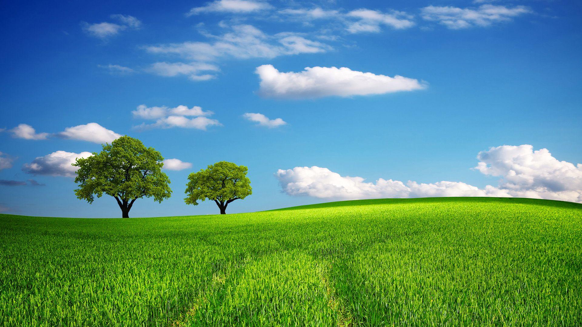 Sunny Field Backgrounds Wallpaper Cave