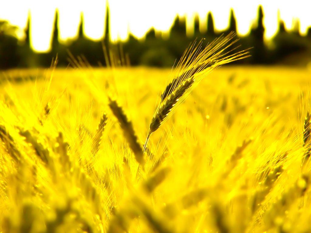 Free Sunny Wheat Fields Background For PowerPoint PPT