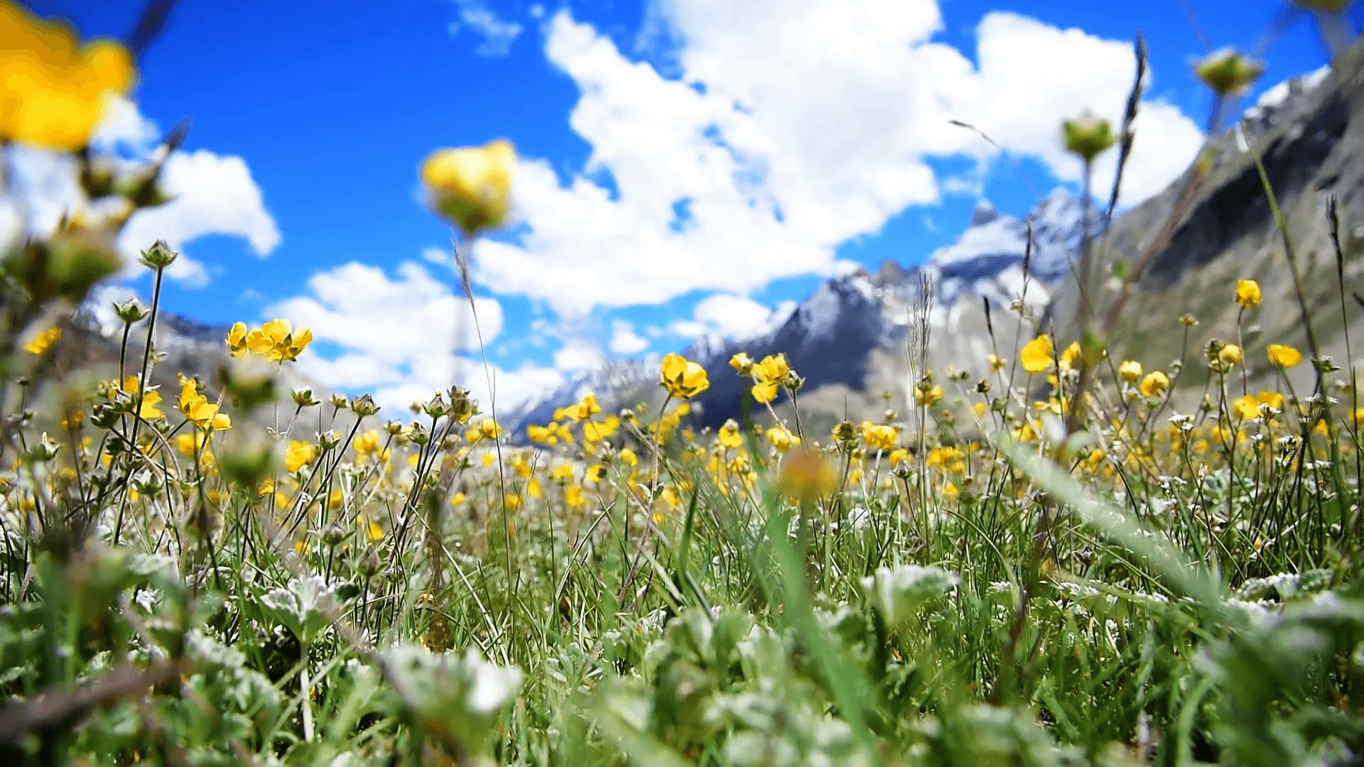 Point of view yellow flower field with Himalayan Mountain background