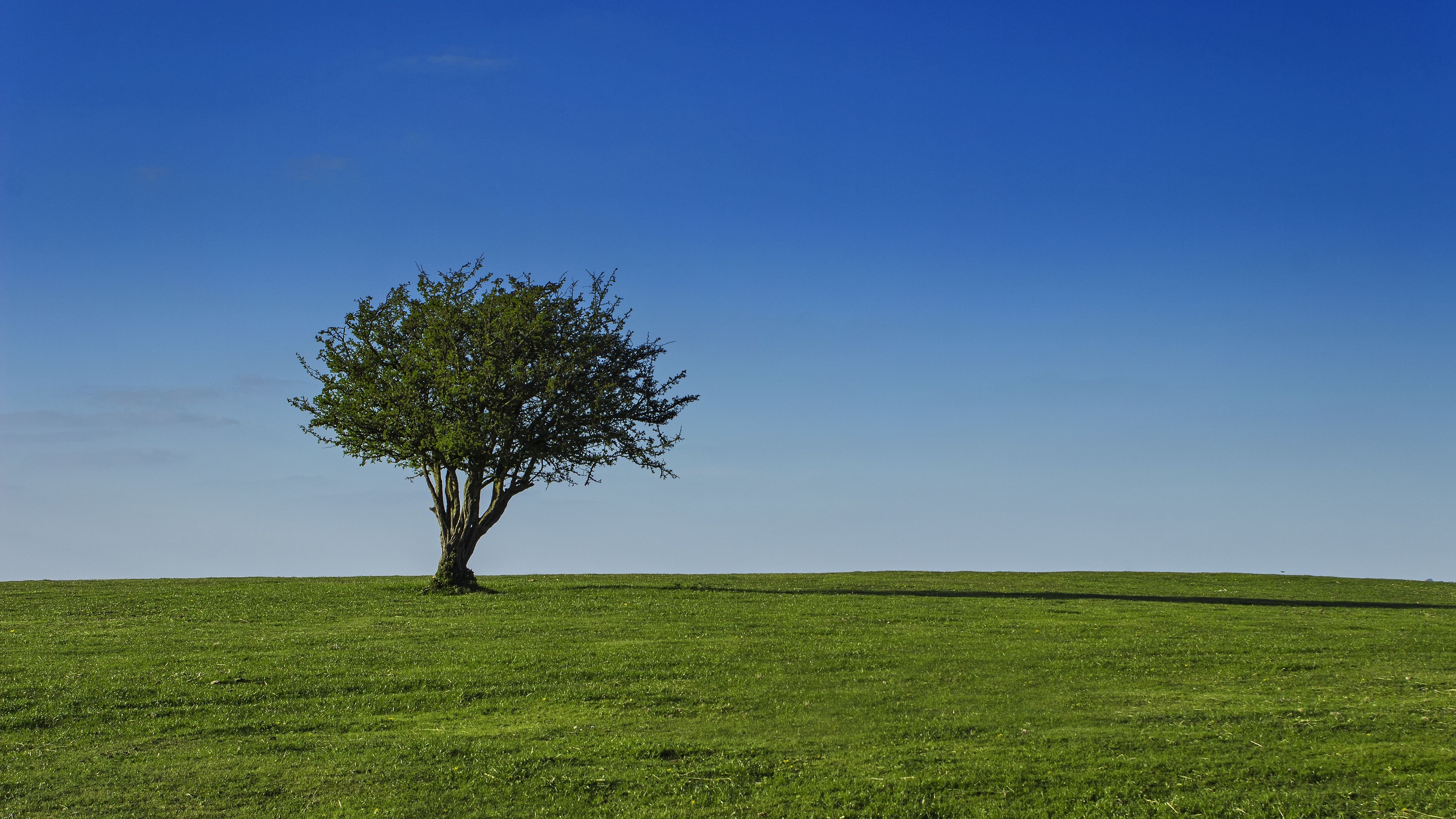 Download wallpaper 3840x2160 field, sky, tree, grass, crown, sunny