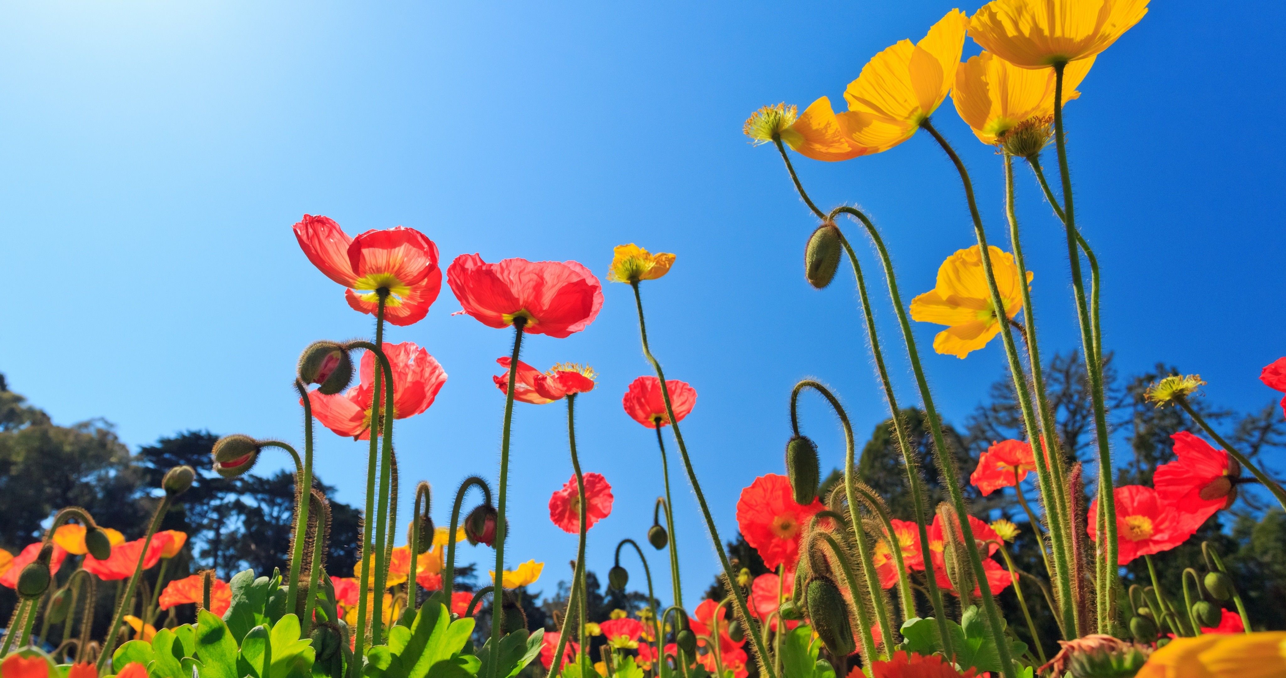 Flowers: Flowers Nature Blooming Poppies Day Sunny Field Poppy 3D