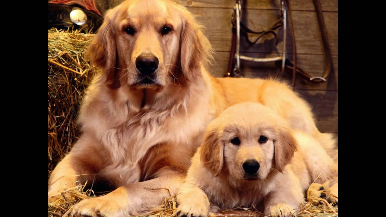 Real Dogs Photo And Cute Dog Latest Image HD Wallpaper Download
