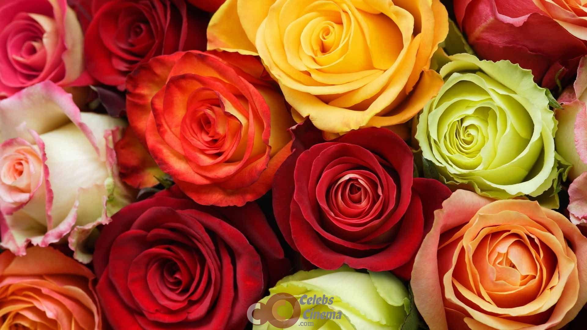 Rose Day Image
