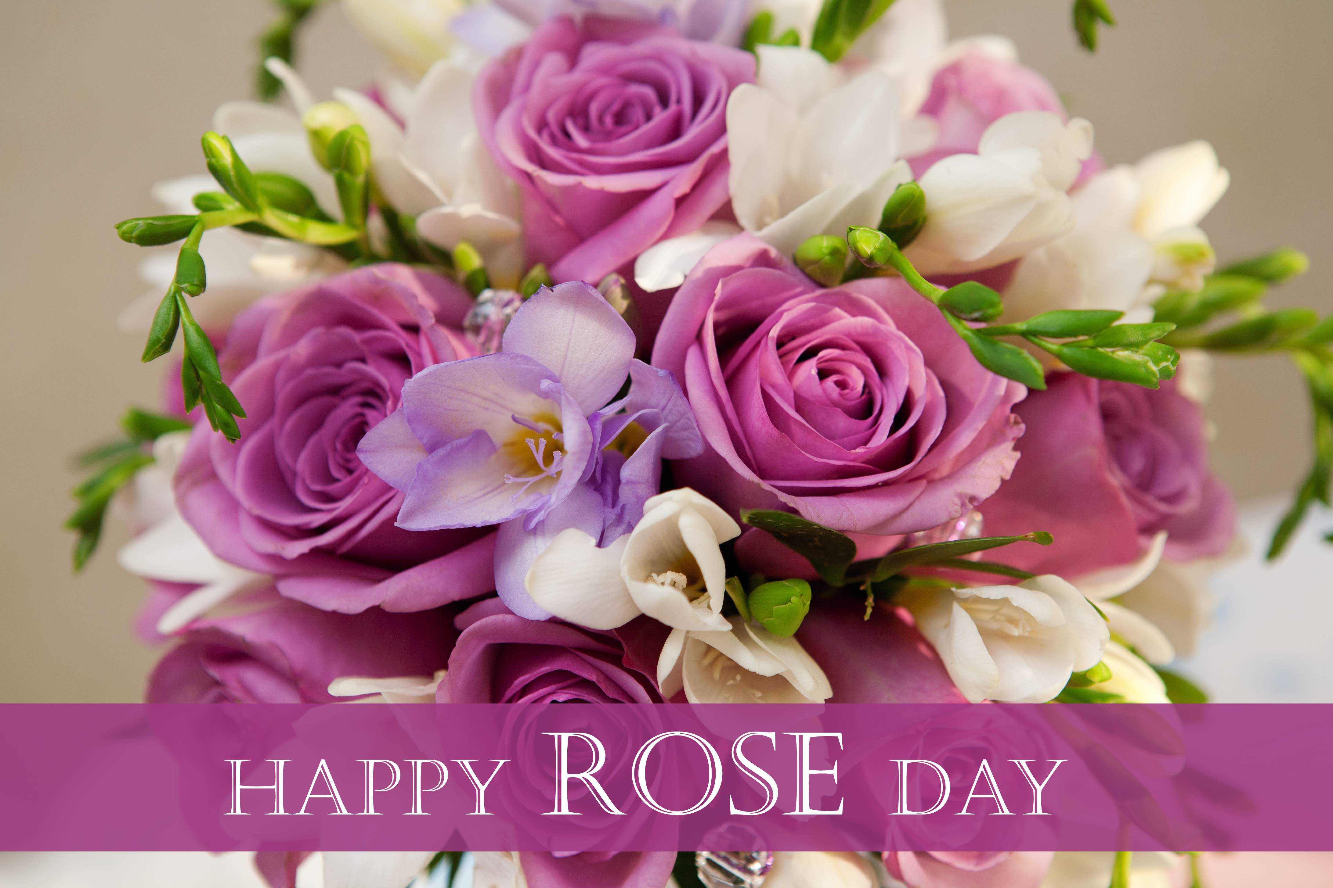 Rose Day Wallpaper and Beautiful