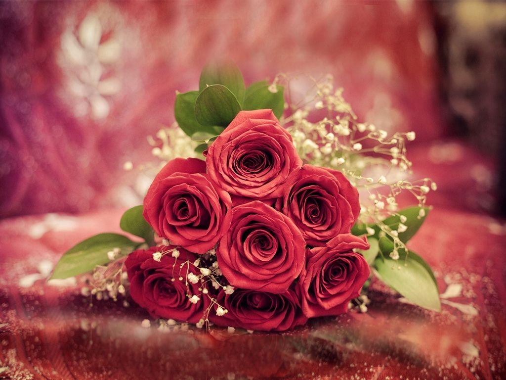 Red Rose Wallpaper Free Download