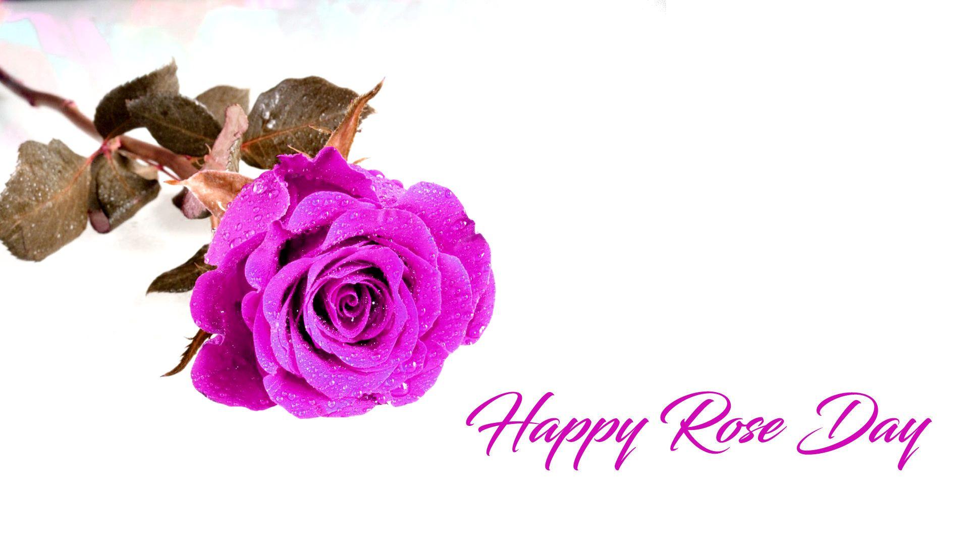 7th Feb Rose Day Wallpaper HD. All Color of Roses for Lover & Friends