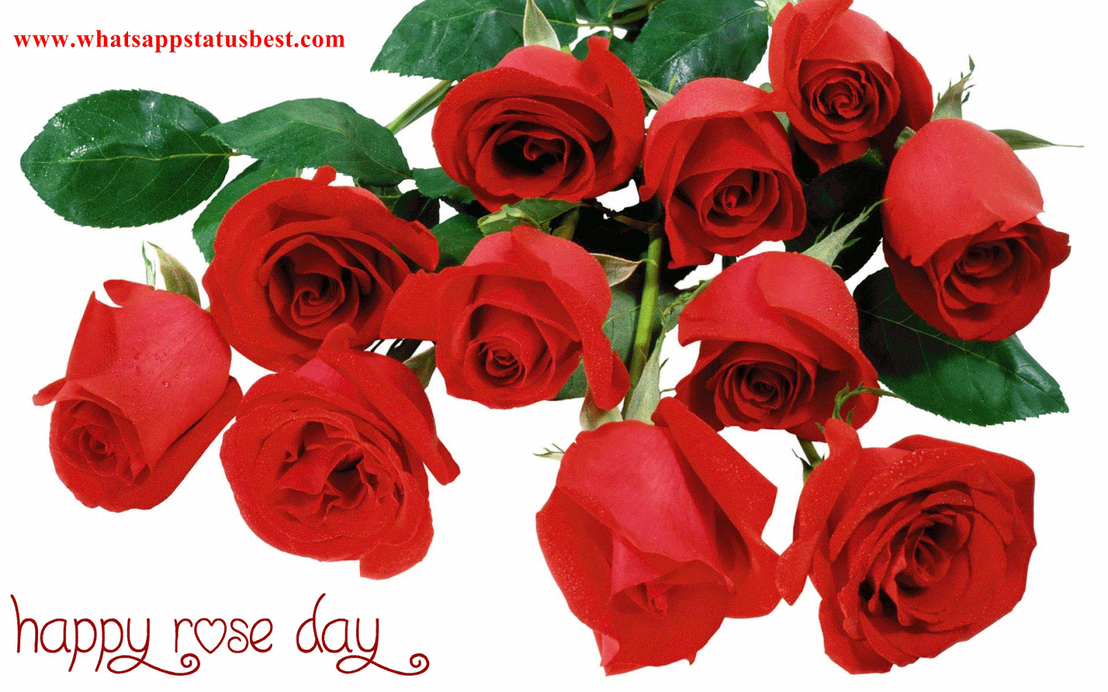 Happy Rose Day Facebook Message: Happy Rose Day greetings