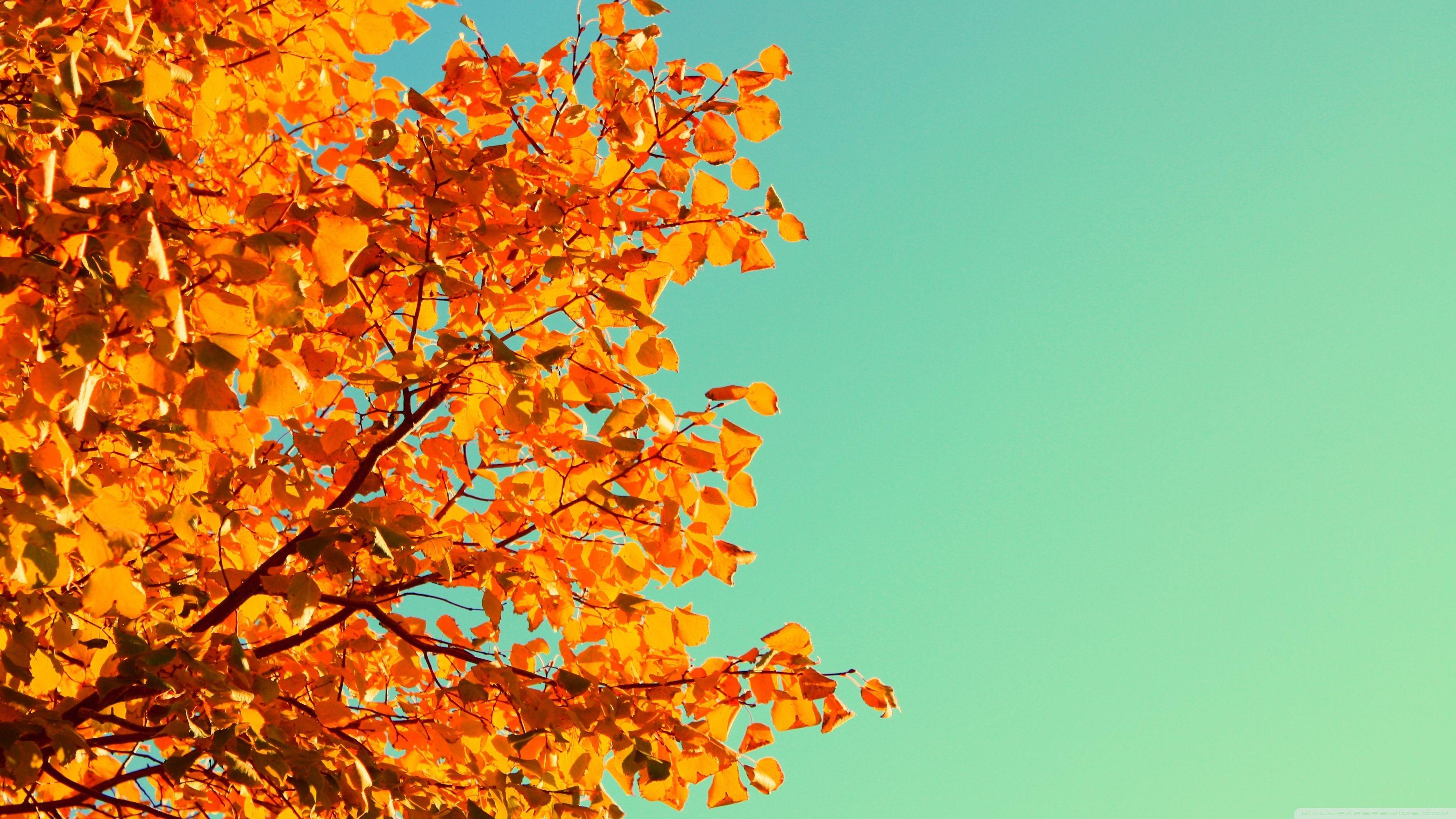Cute Fall Desktop Wallpaper Autumn Colors ❤ 4K HD Desktop Wallpaper