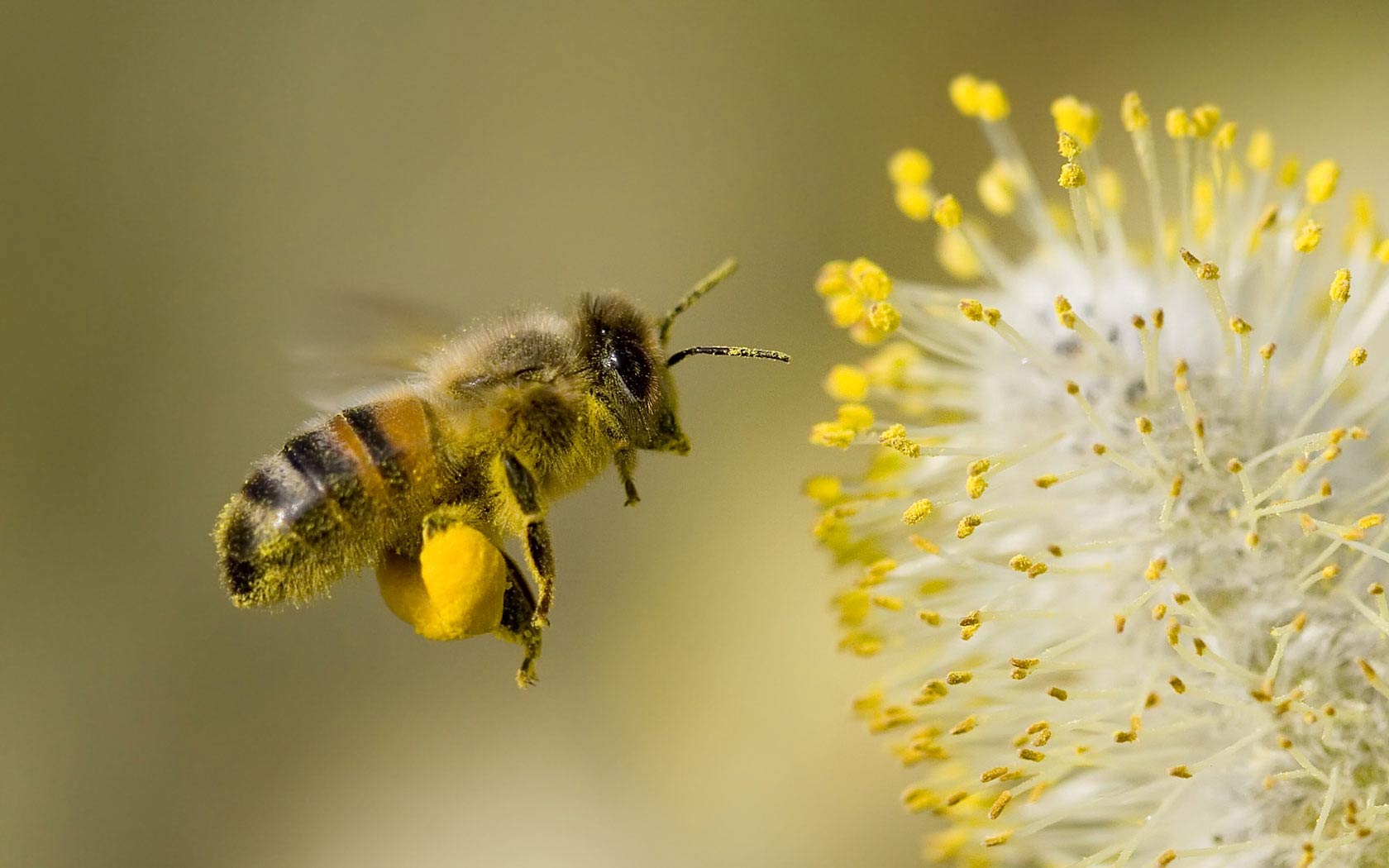 Bees Wallpaper