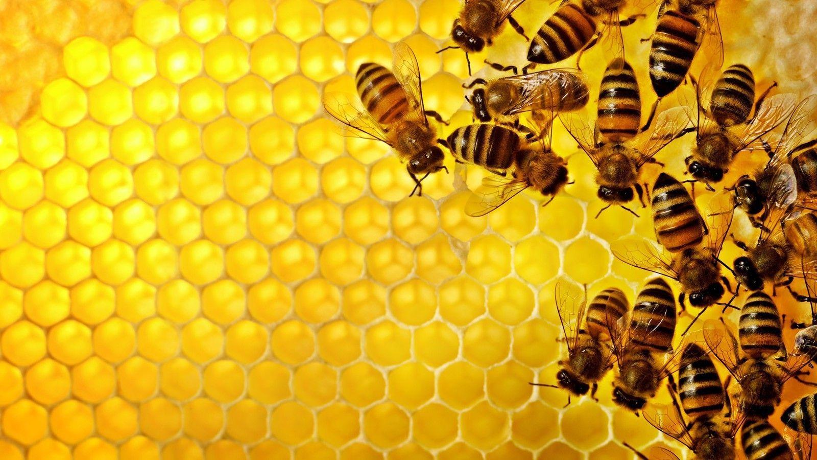 Bees honeycomb wallpaper. PC