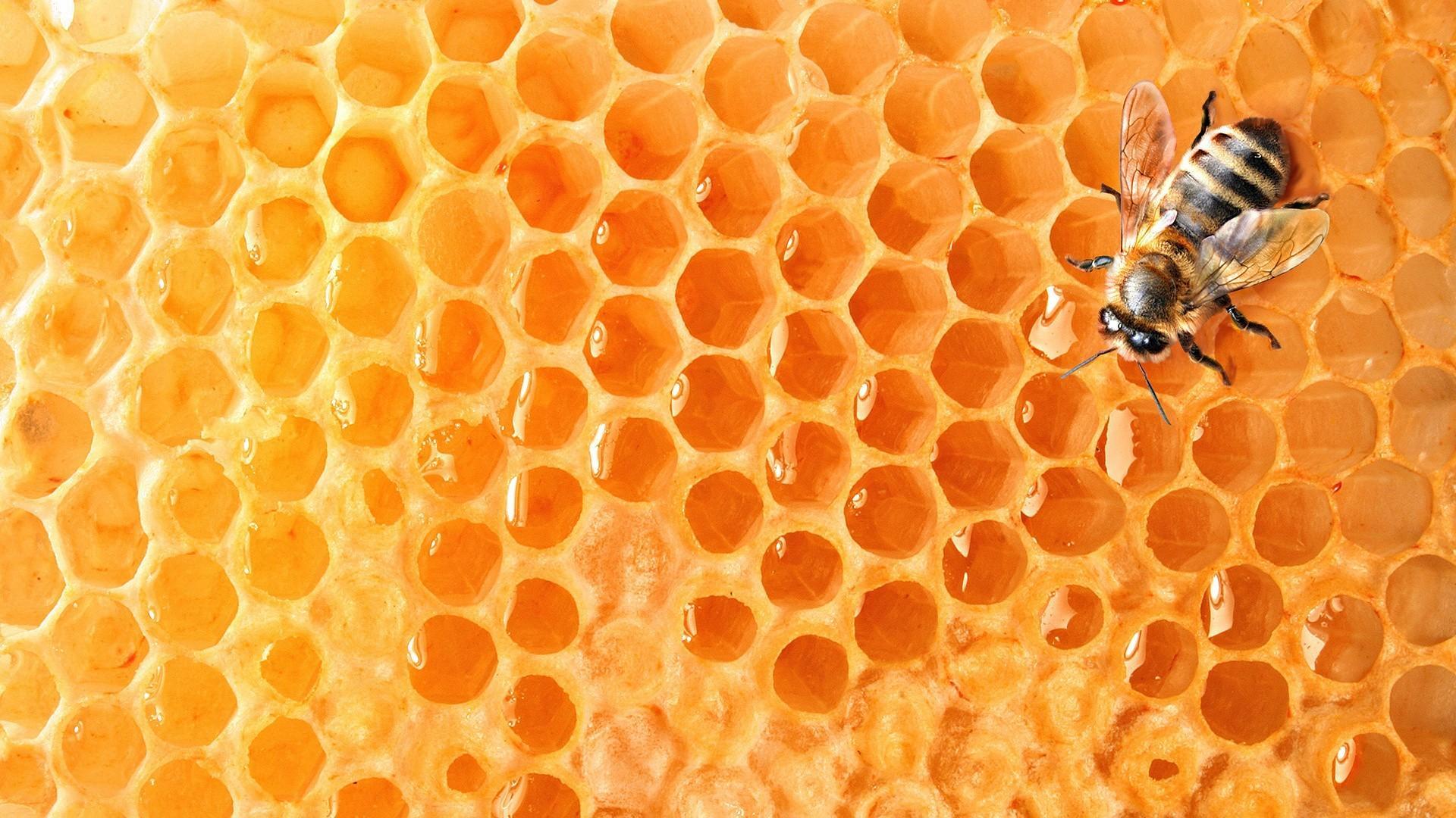 Honey bee hive wallpaper
