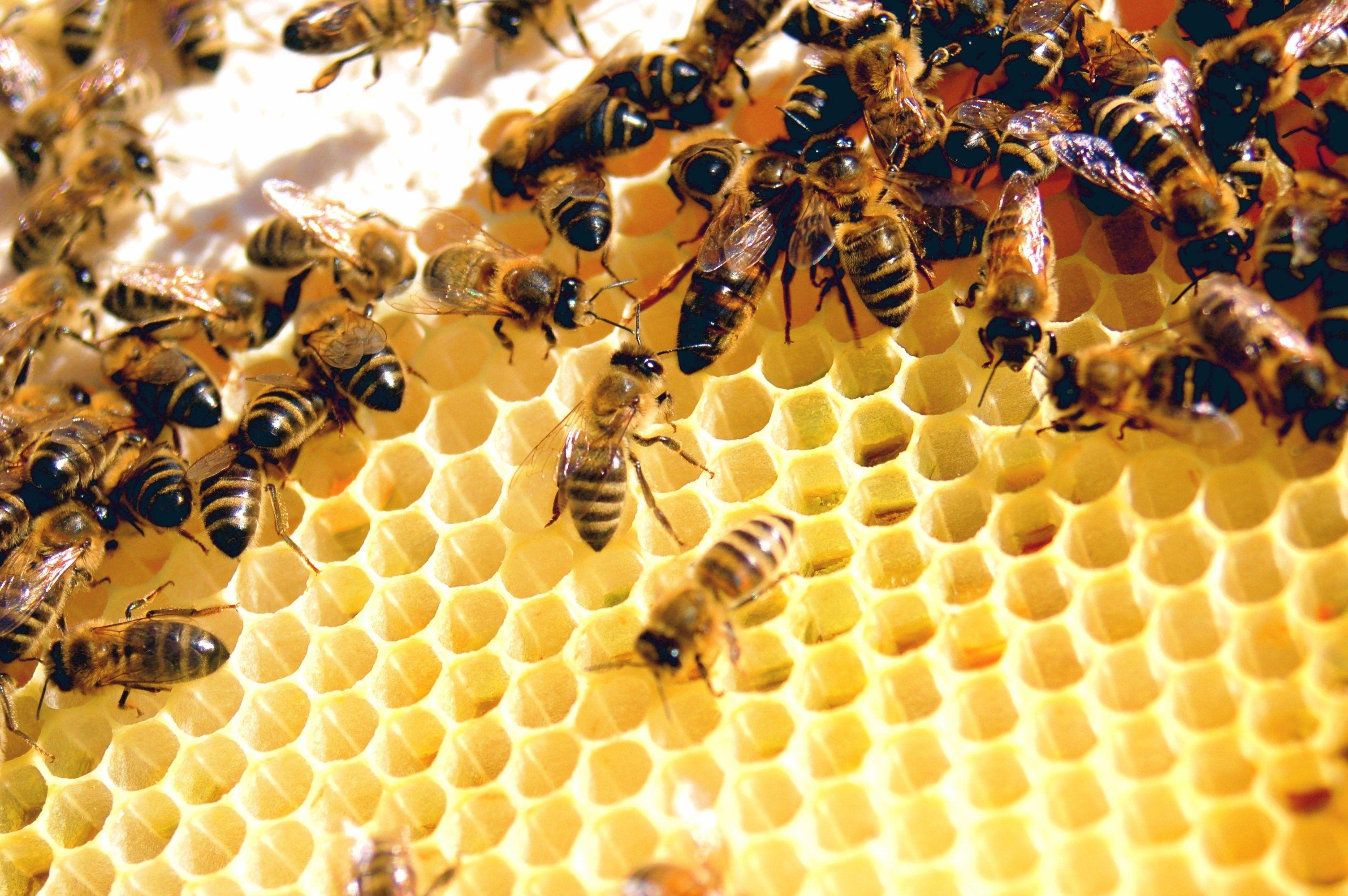 Insects: Bees Bee Insect Insects Wallpaper Image for HD 16:9 High