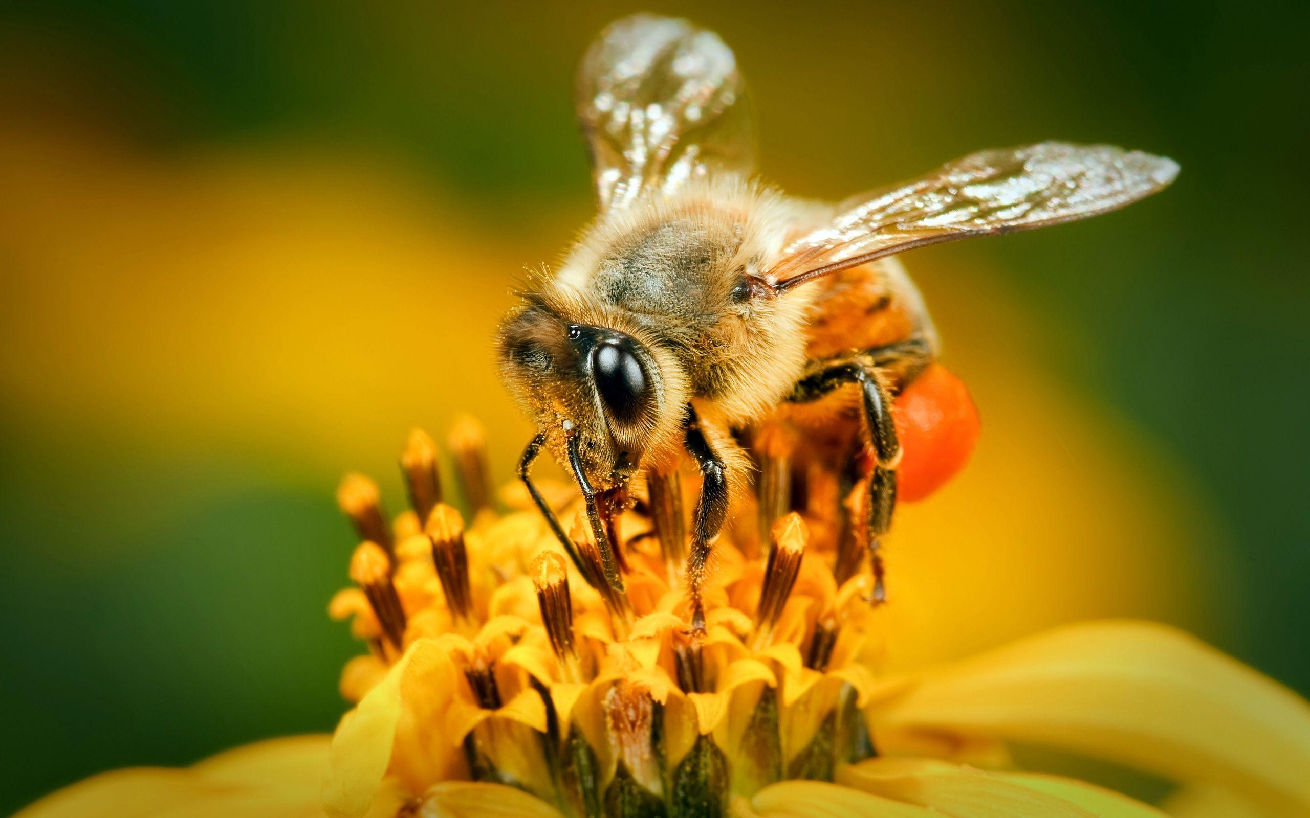 Bee Wallpaper 14 X 1600