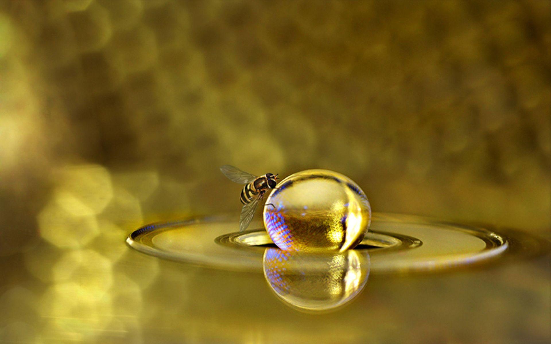 Bee Wallpaper
