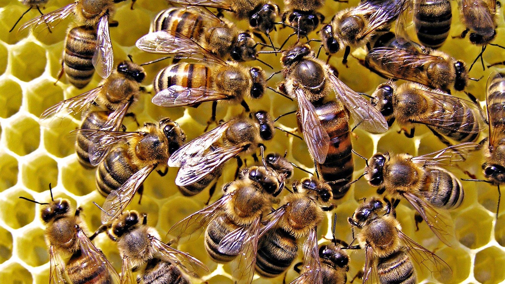 Download Wallpaper 1920x1080 bees, combs, honey, flock Full HD 1080p