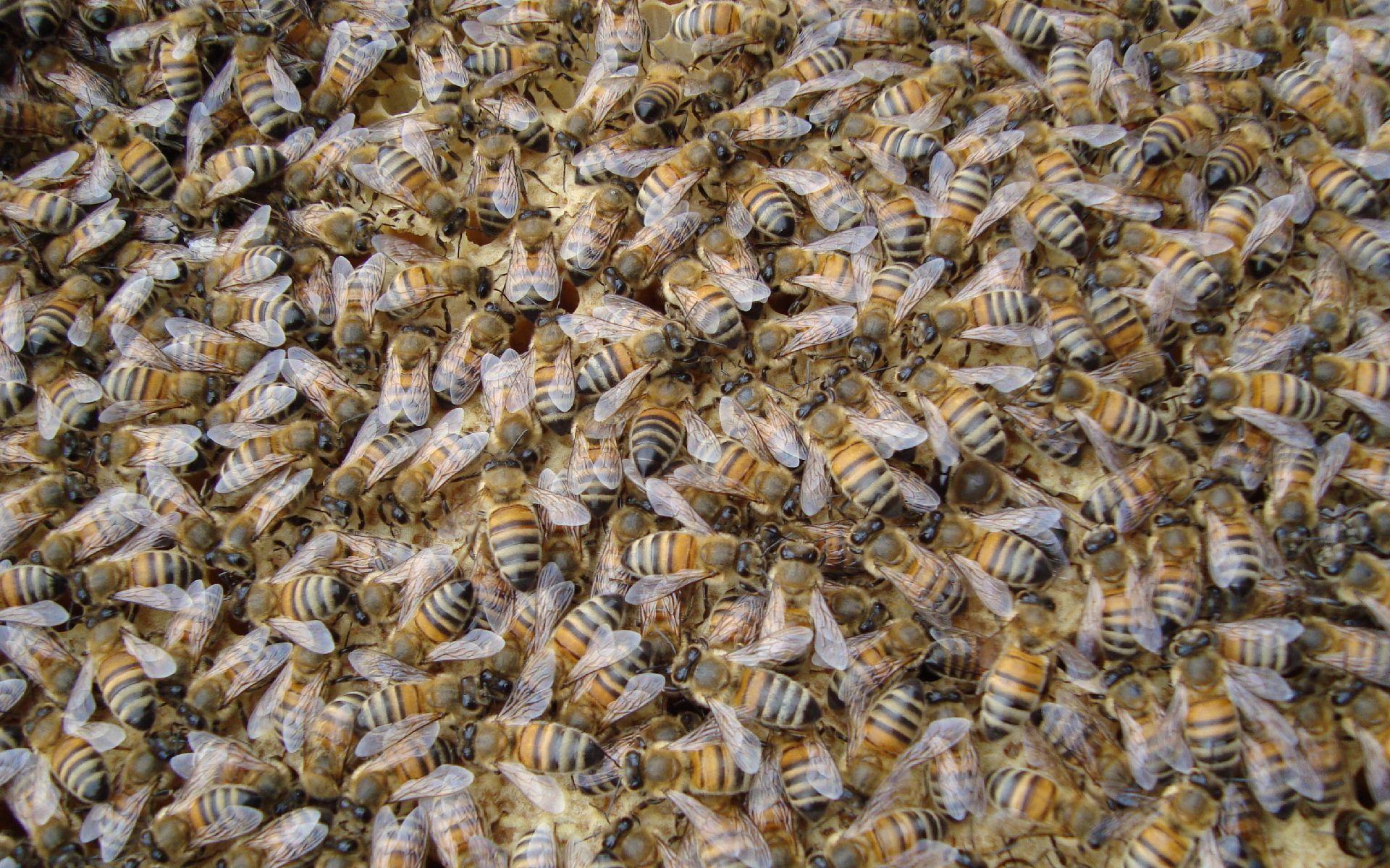 Bees wallpaper. Bees