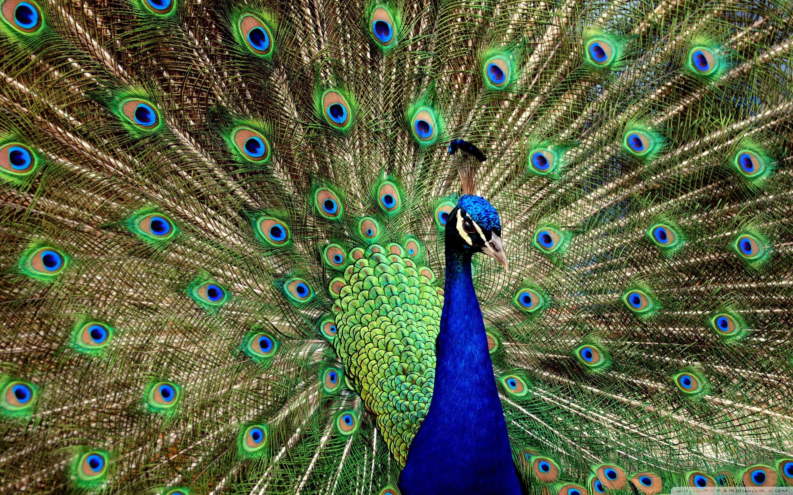 Peacock HD Wallpaper, Background Image