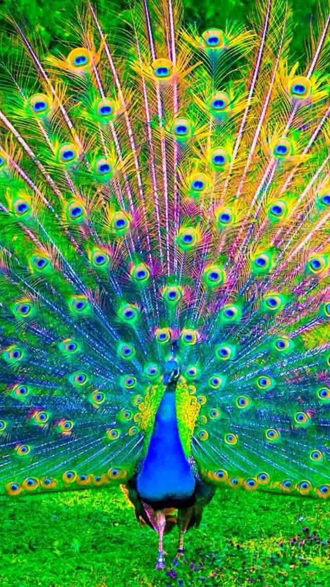 Peacock Wallpaper For iPhone iPhone Wallpaper
