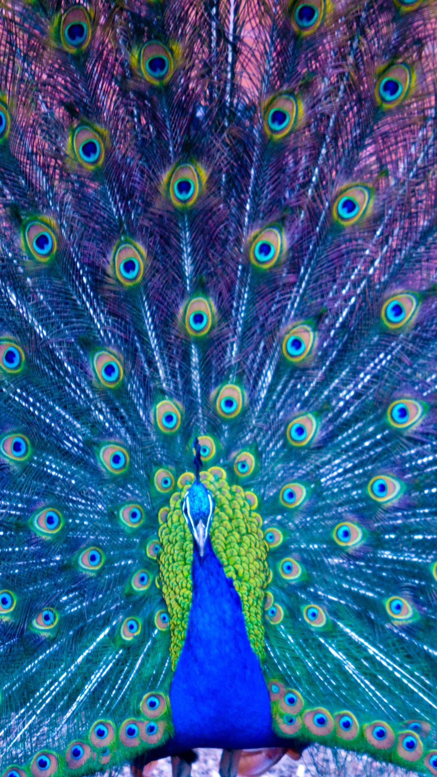 Peacock Wallpaper For Android, Picture