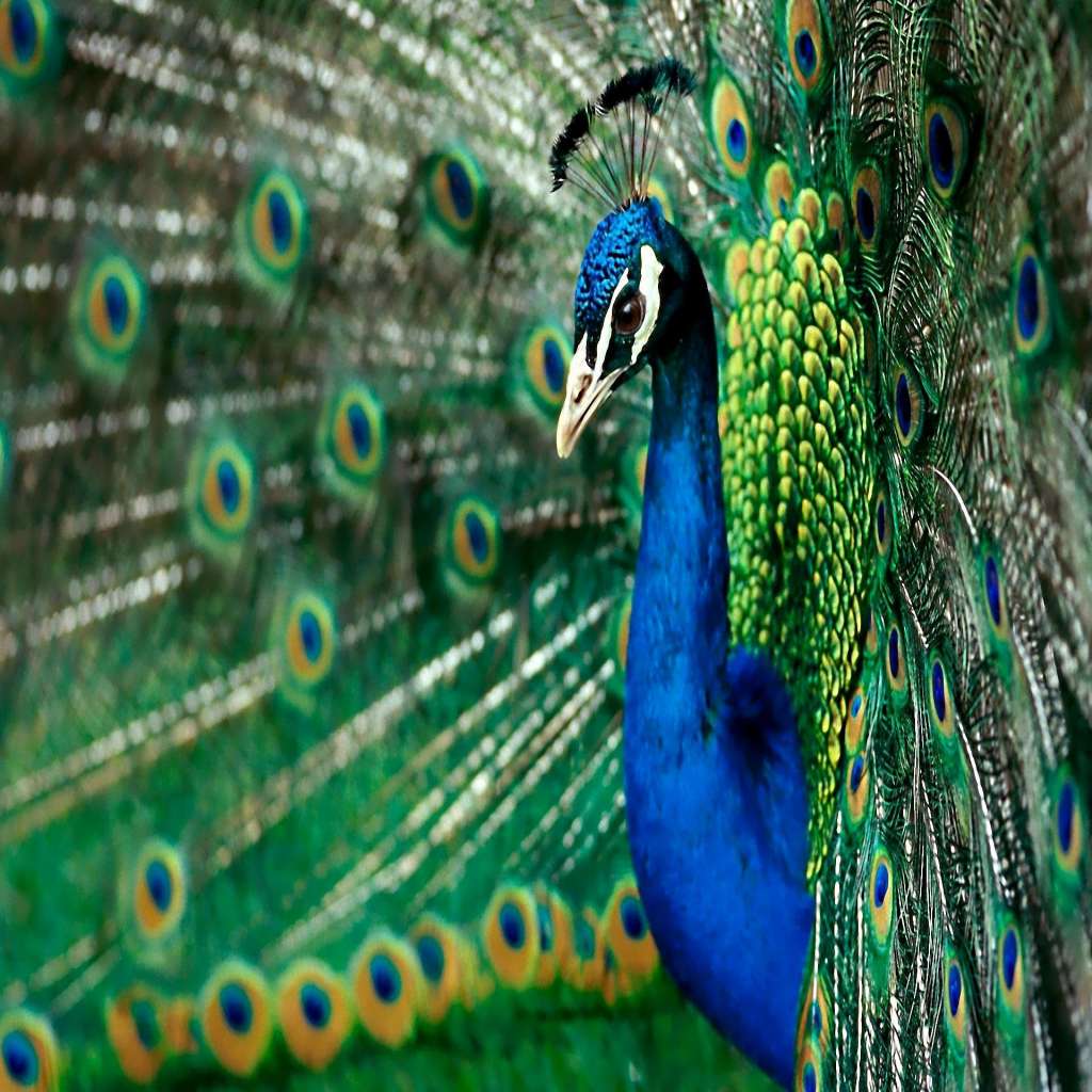 Peacock Wallpaper for Mobile Luxury Most Beautiful Peacock HD