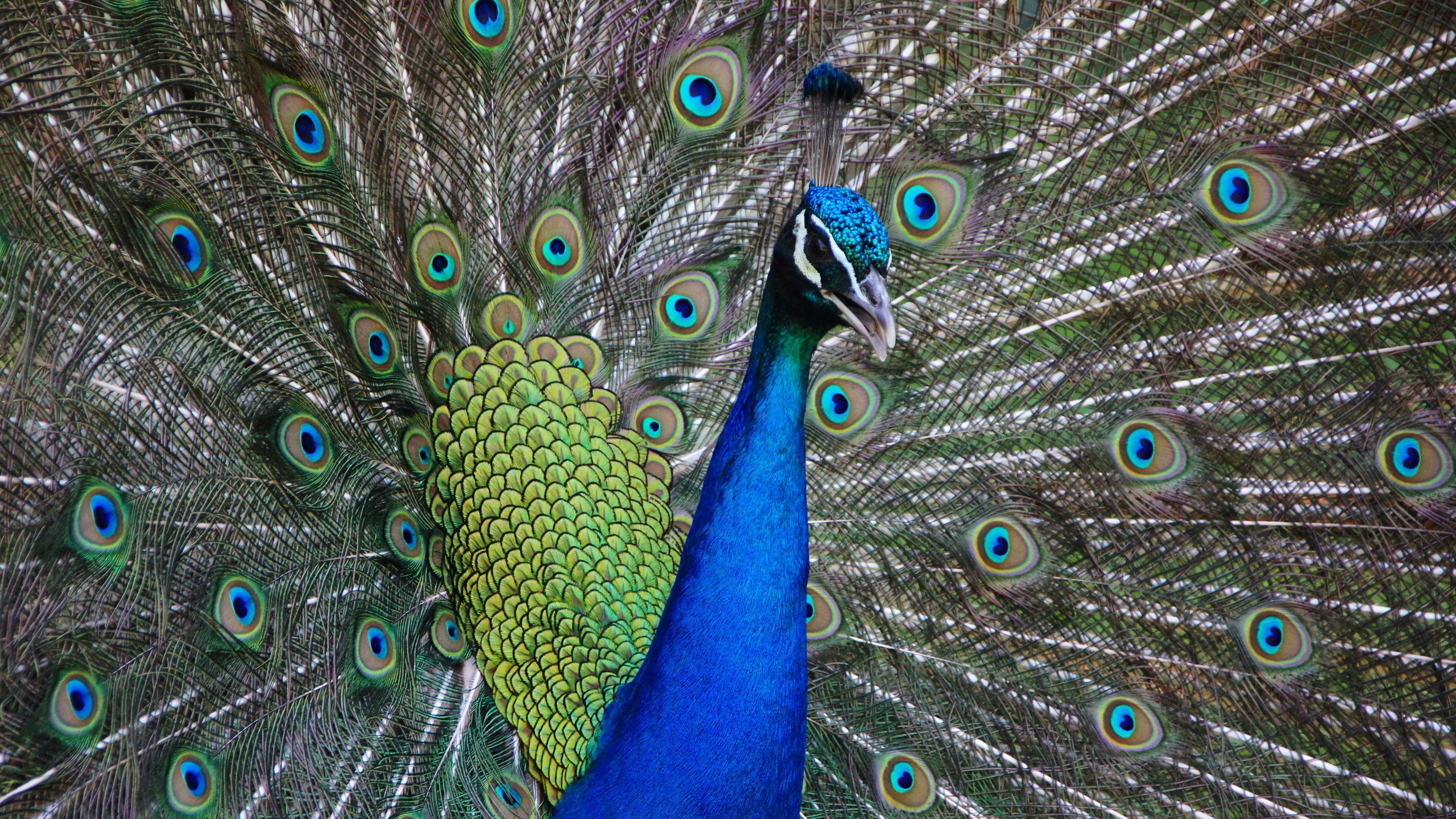 Peacock Wallpaper & Desktop Background