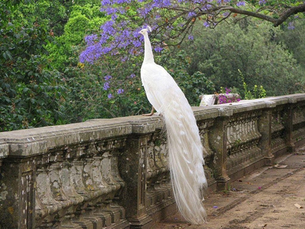 HD White Peacock Wallpaper