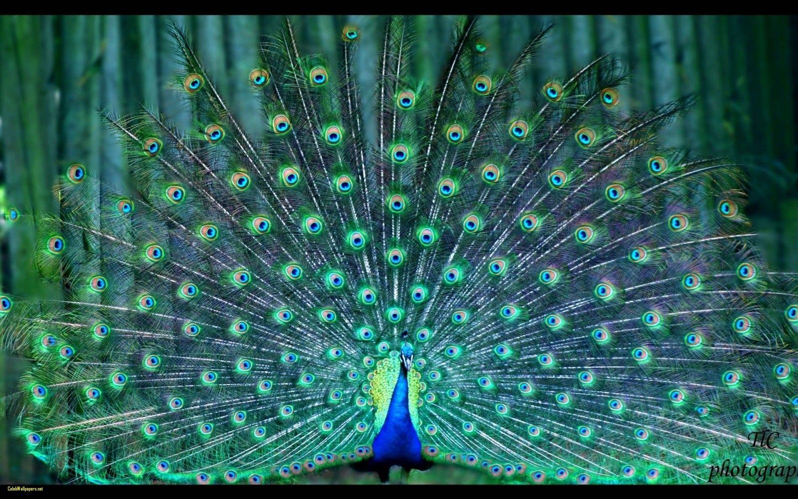 Peacock Wallpaper Fresh