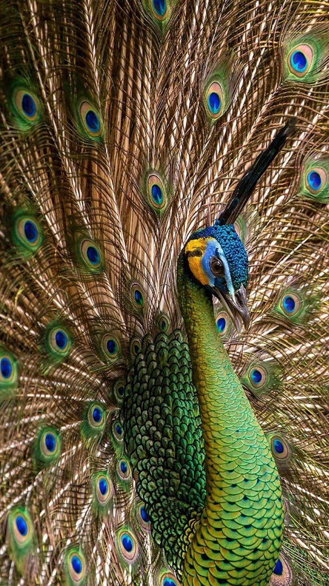 Peacock Wallpaper Android