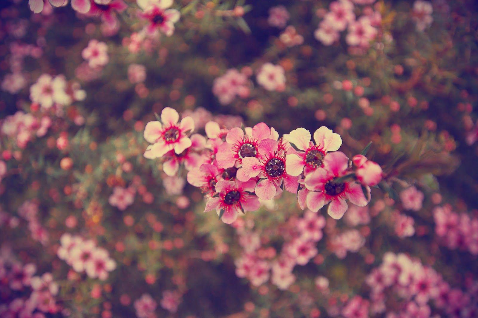tumblr flowers vintage wallpaper