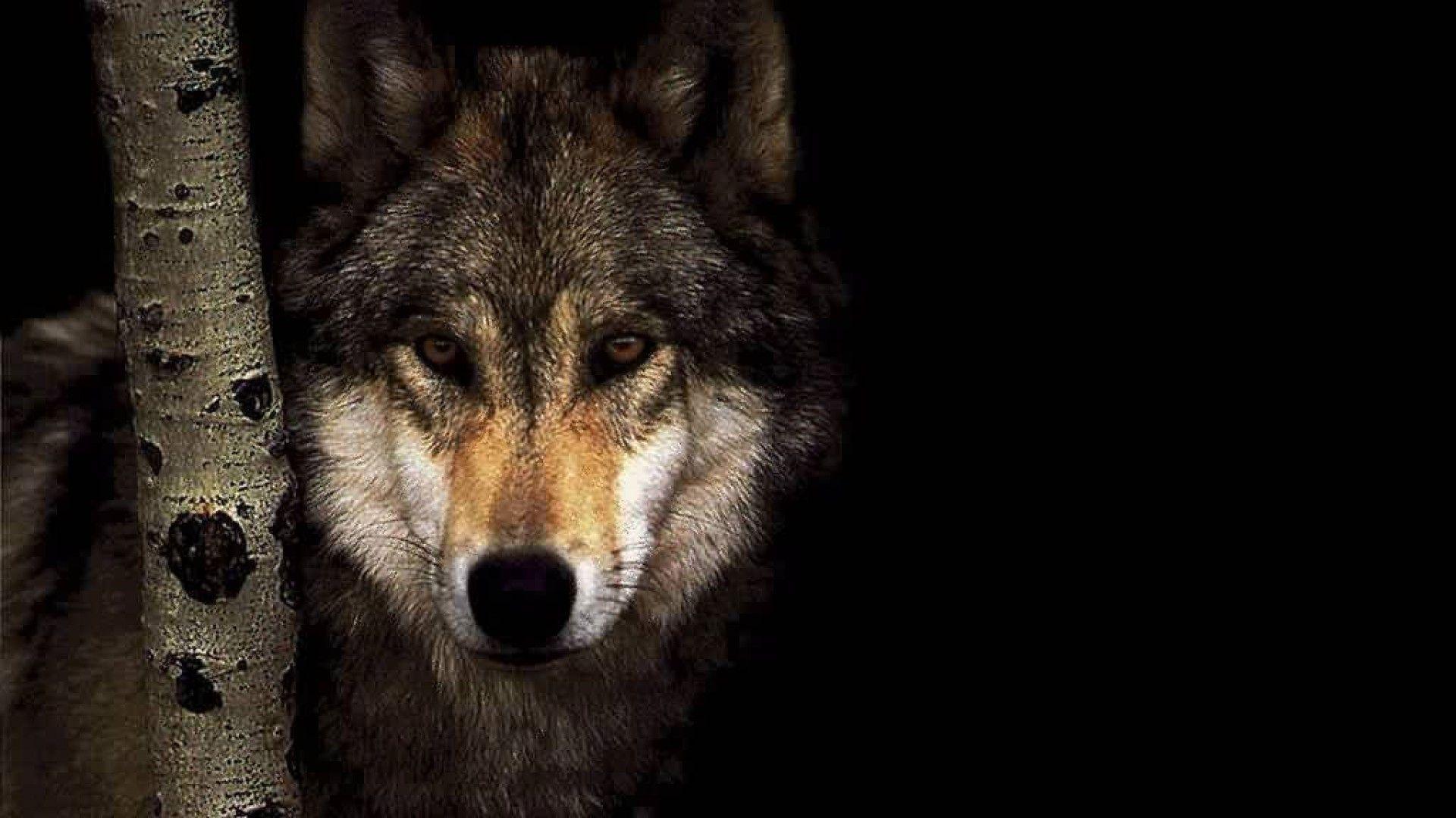 Wolf Wallpaper