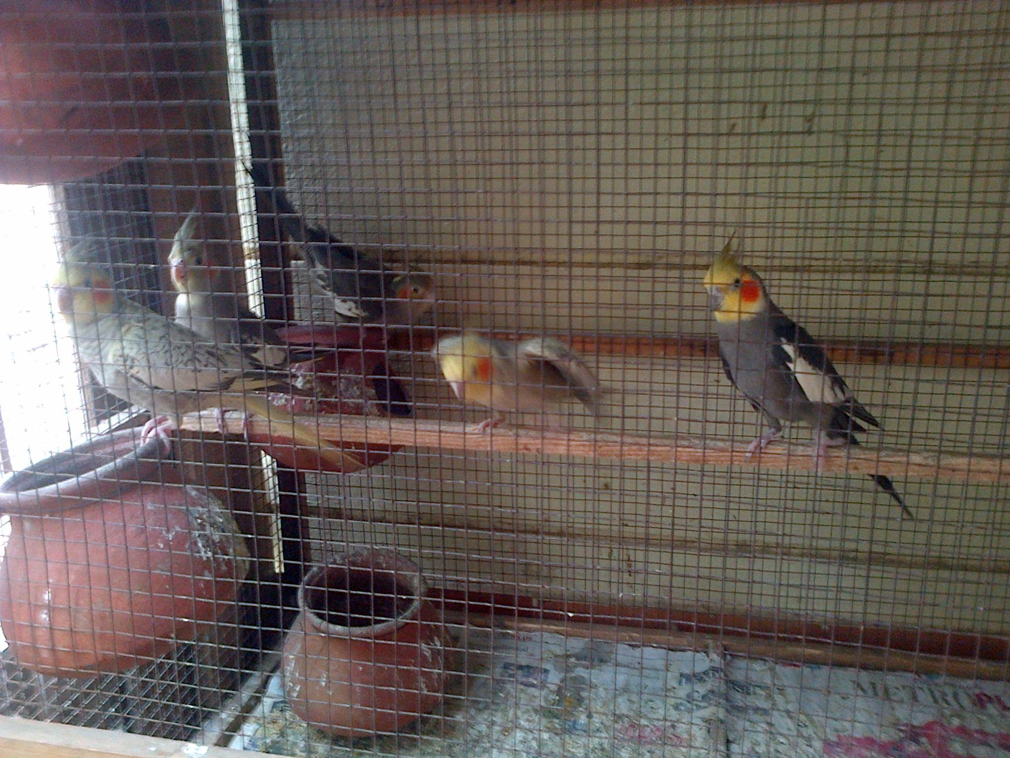 Australian Cocktail birds in chennai. Lion Saravvanan