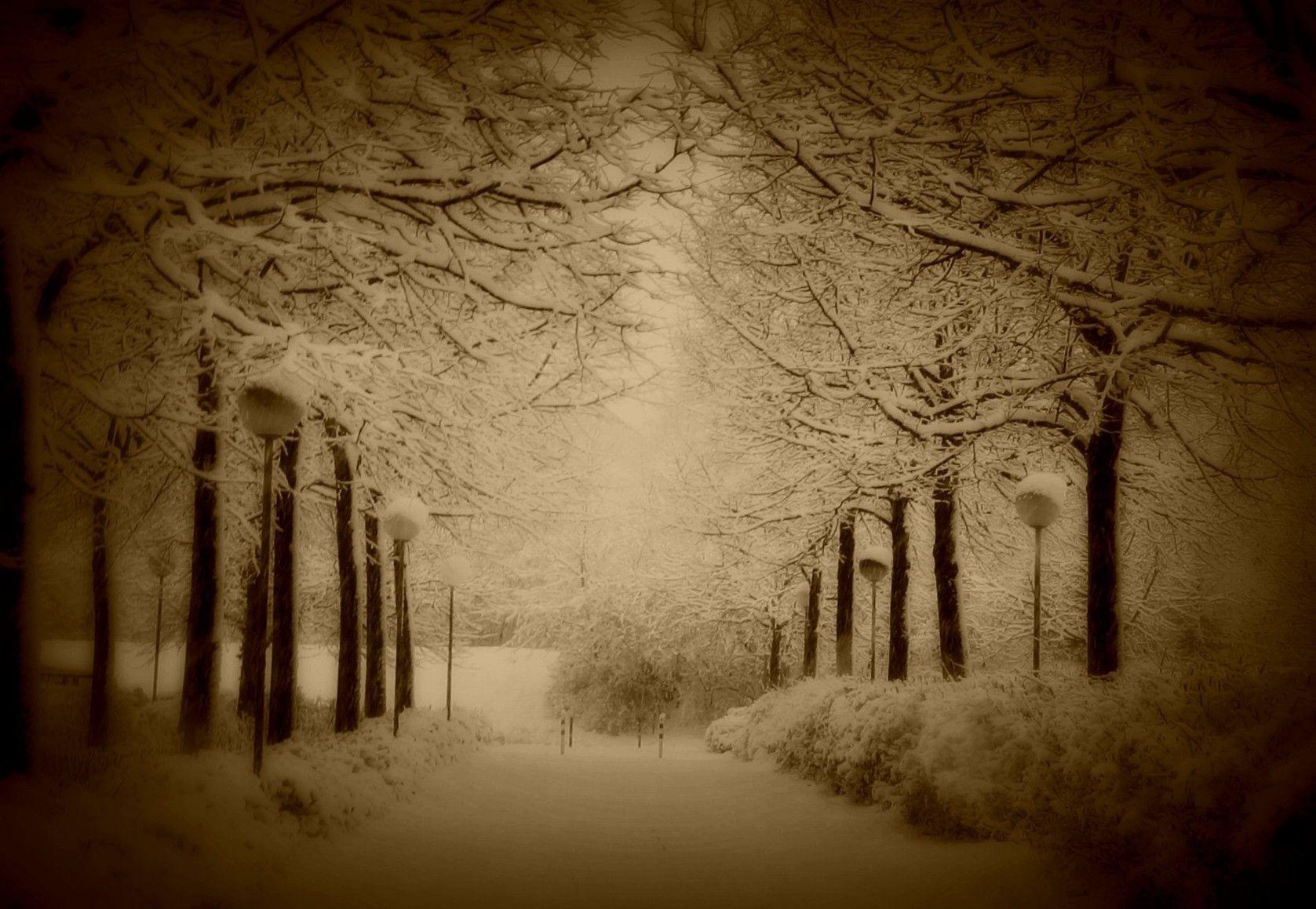 Trees: Landscapes Snow Lamp Winter Sepia Light Nature HD Wallpaper