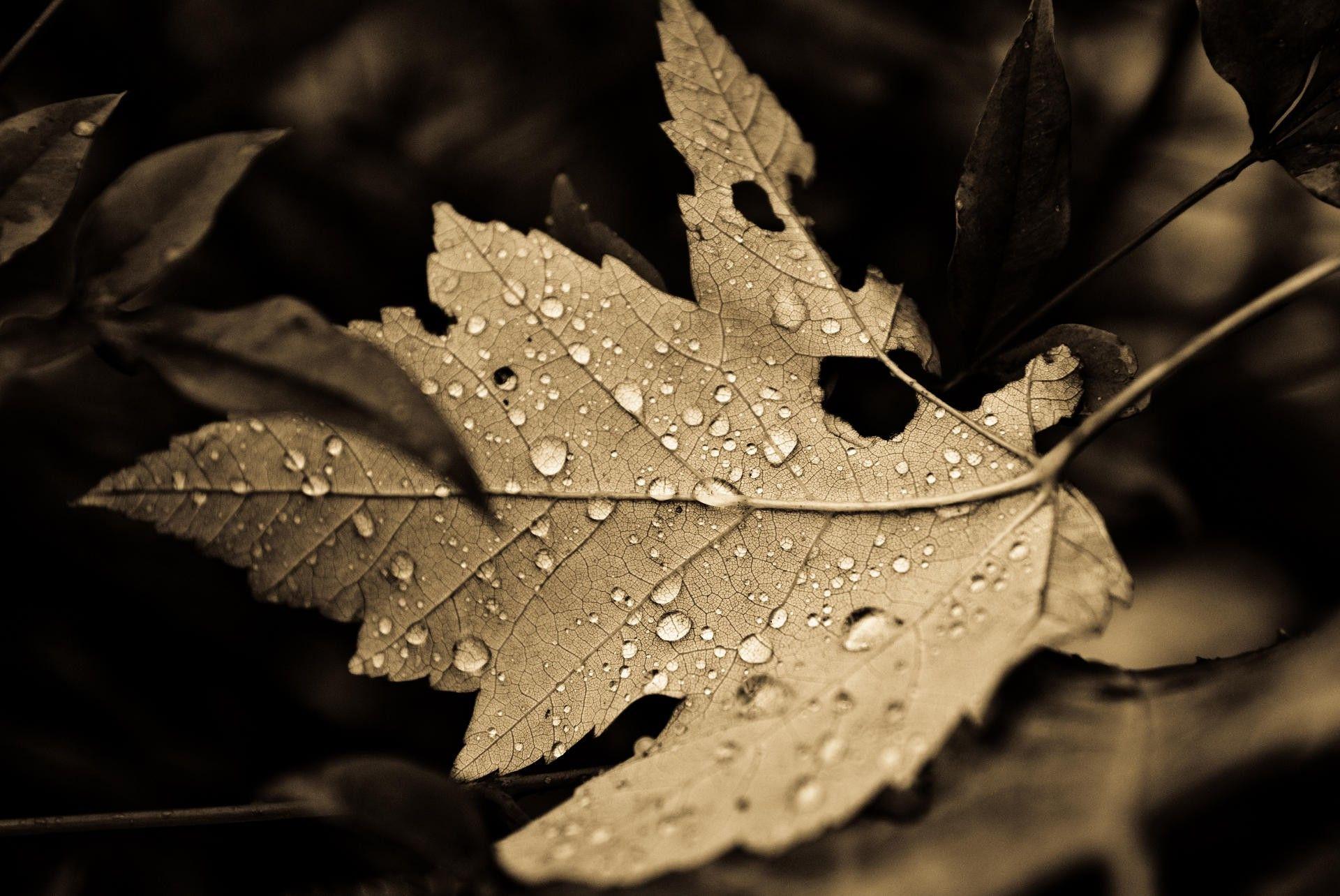 leaves, Sepia, Dew, Nature Wallpaper HD / Desktop and Mobile