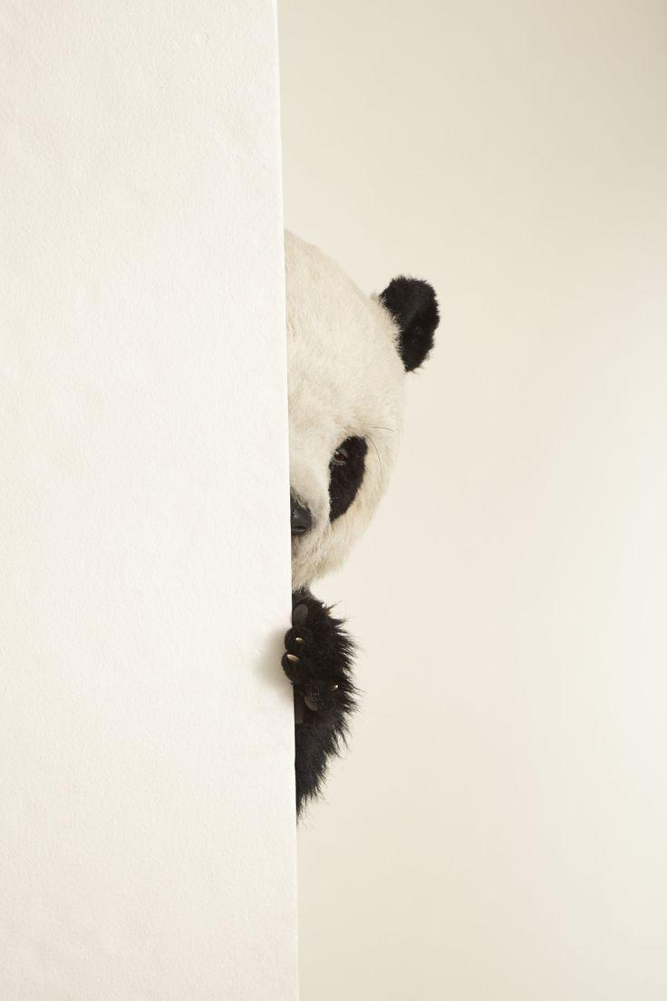 best Panda image. Panda, Panda bears and Pandas