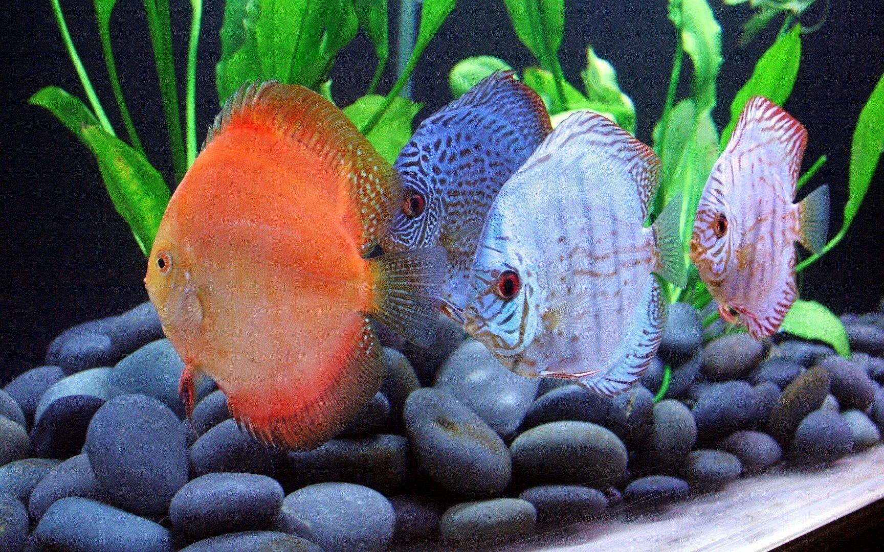 Discus Wallpapers - Wallpaper Cave