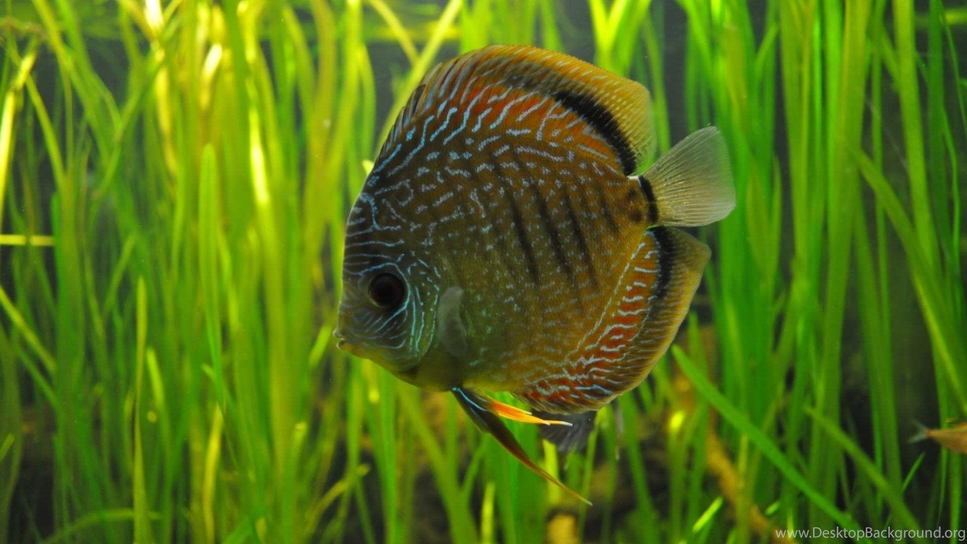 Fish Discus Wallpaper Desktop Background