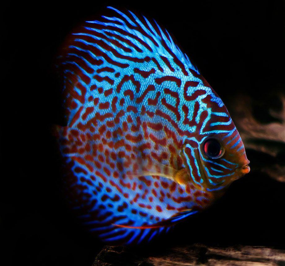 Discus Wallpapers - Wallpaper Cave