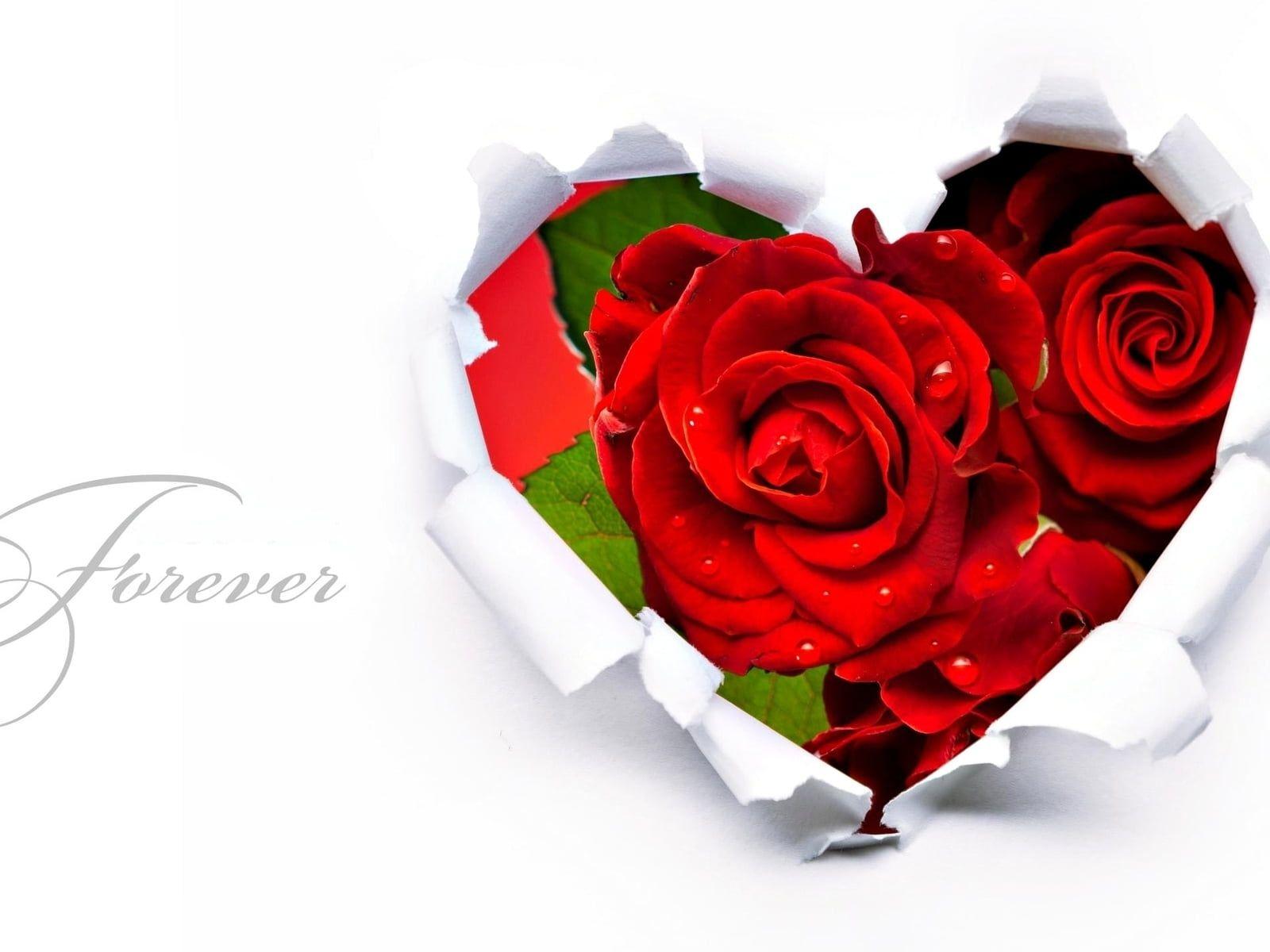 Forever red rose heart illustration HD wallpaper