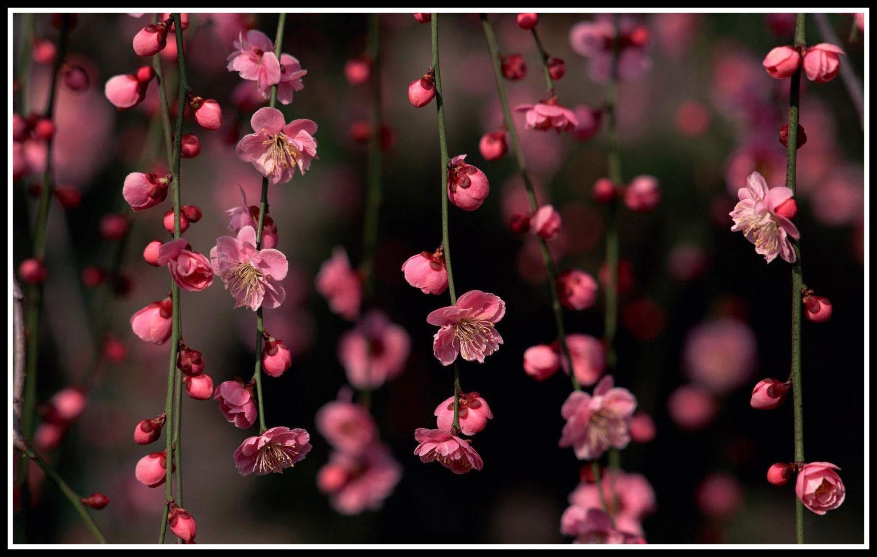 Inspiring Spring Desktop Wallpaper U Photo New Pink Pic For Flower
