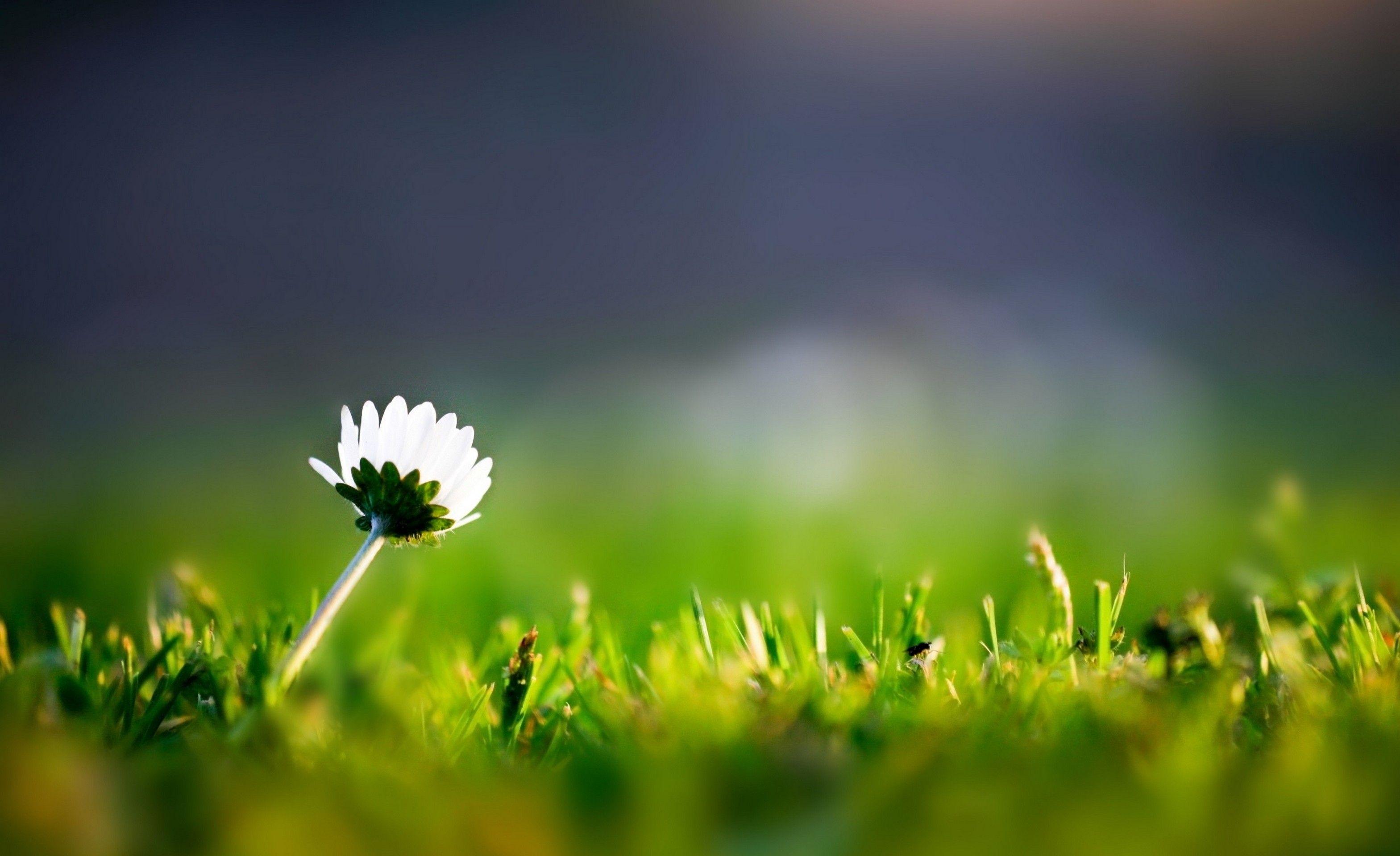 Samsung Galaxy Note 3 Wallpaper • 119 HD Wallpaper