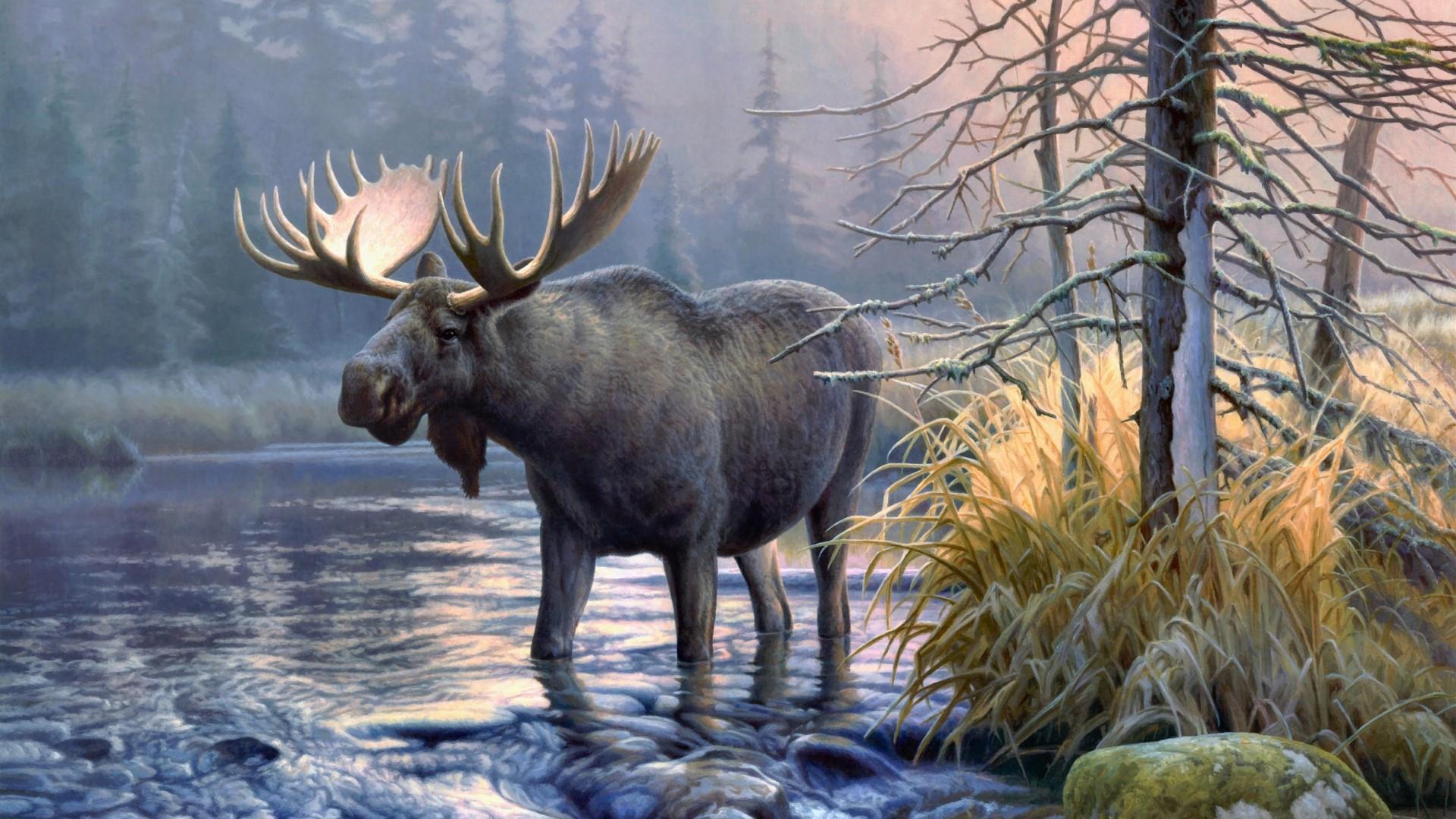 Moose In The Lake Wallpaper. Wallpaper Studio 10